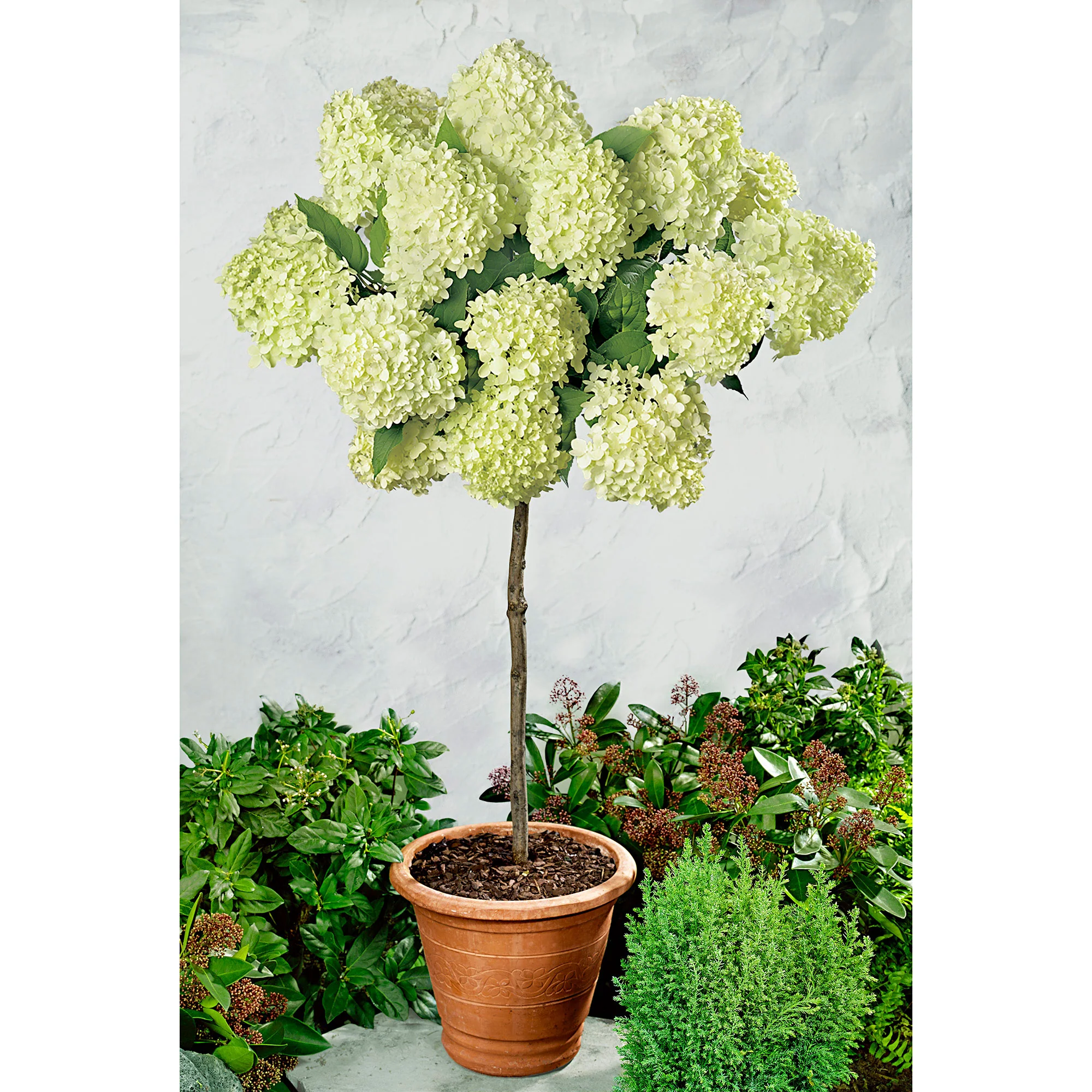 Hortensia Hydrangea 'Limelight'  sur tige Blanc - Image 2