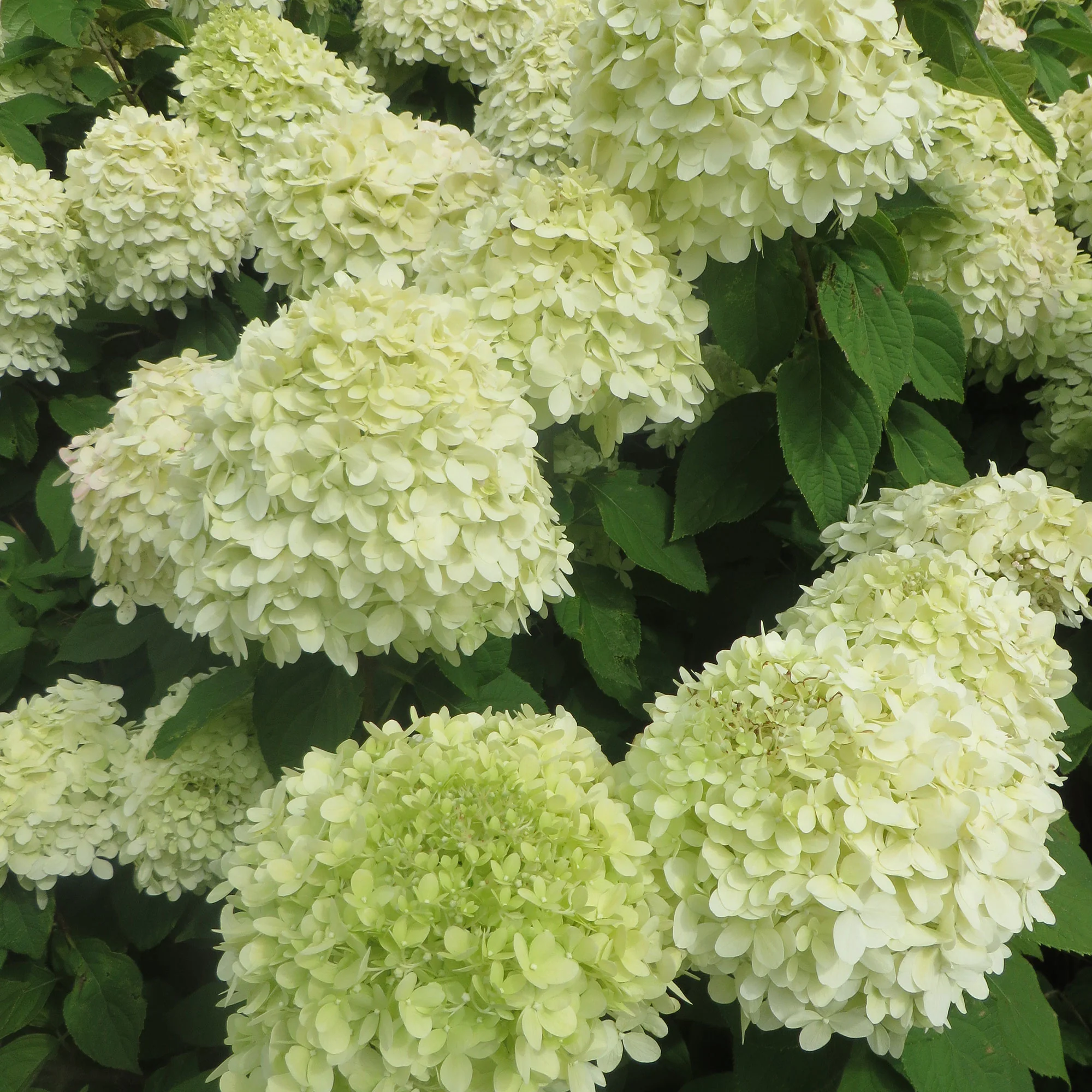 Hortensia Hydrangea 'Little Lime'® Blanc - Image 3