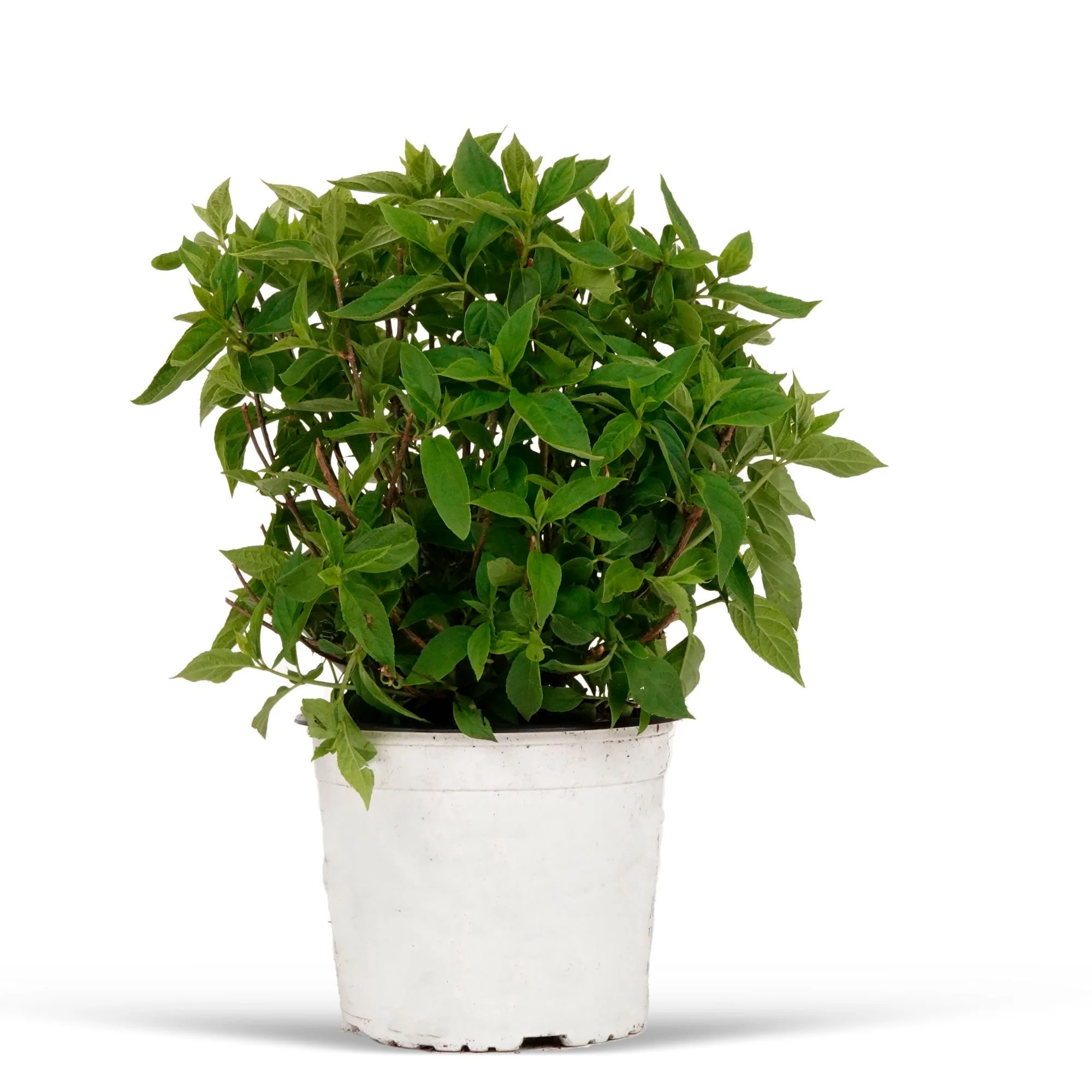 Hortensia Hydrangea 'Little Lime'® Blanc - Image 4