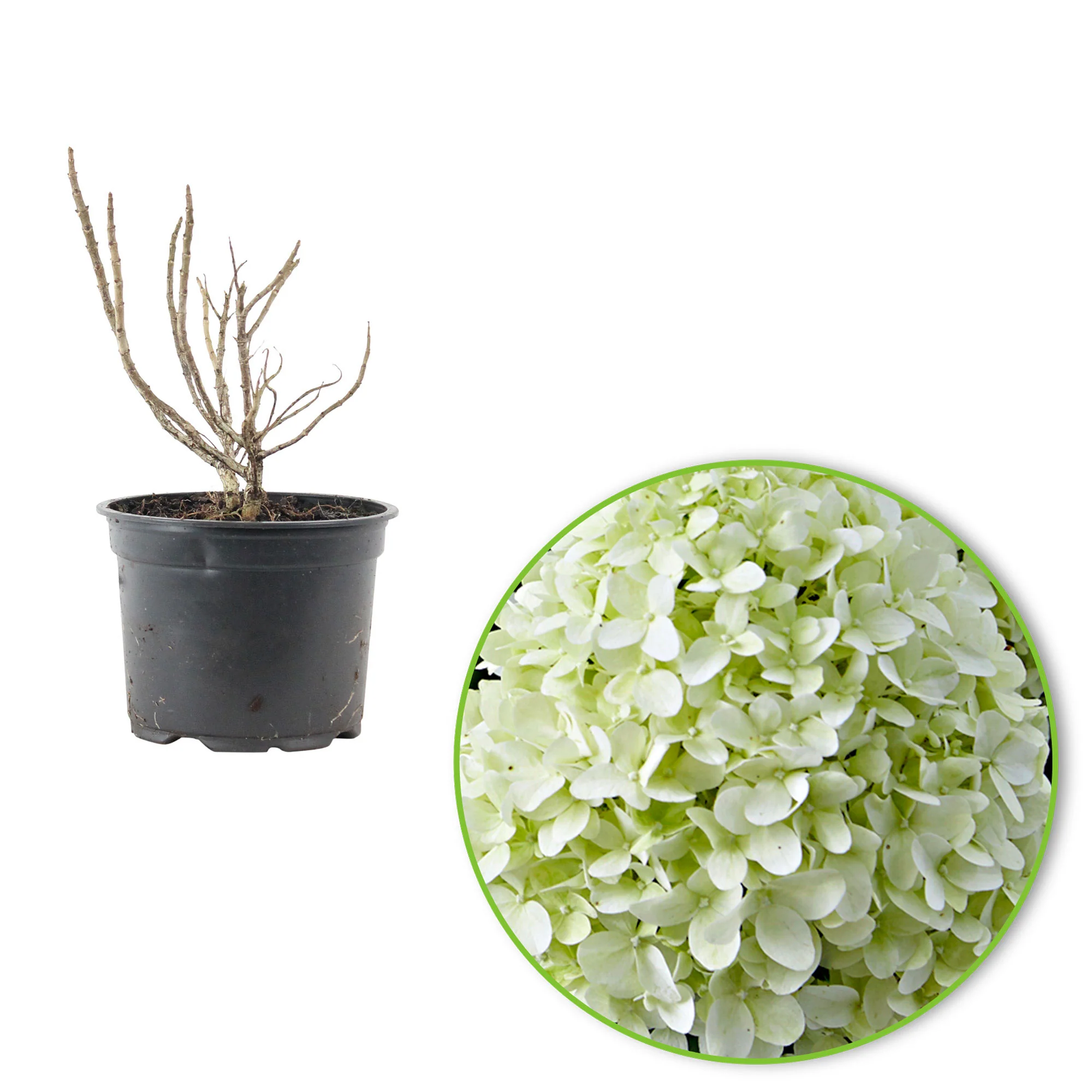 Hortensia Hydrangea 'Little Spooky' Blanc - Image 2