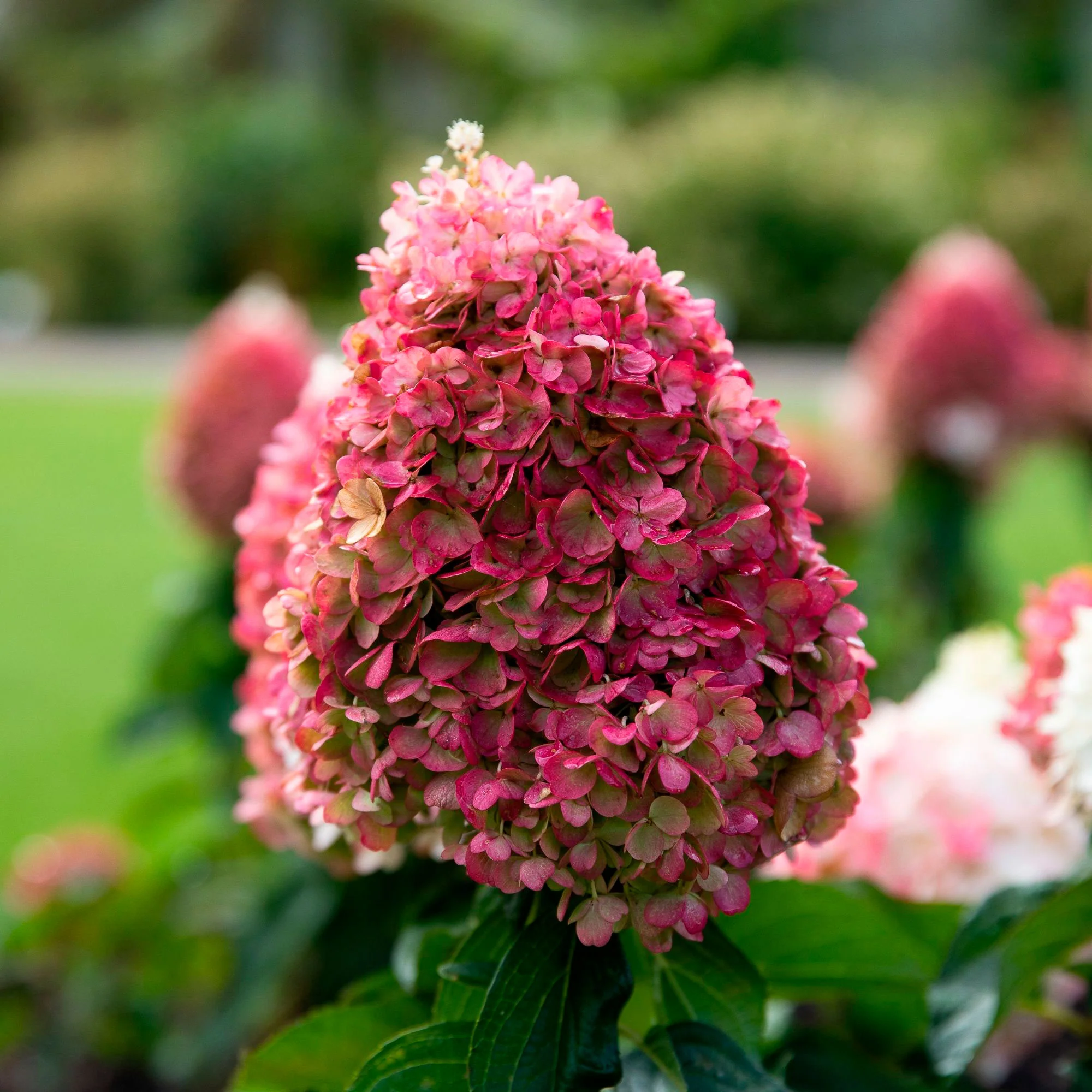 Hortensia Hydrangea 'Living Pinky Promise' Rose - Image 3