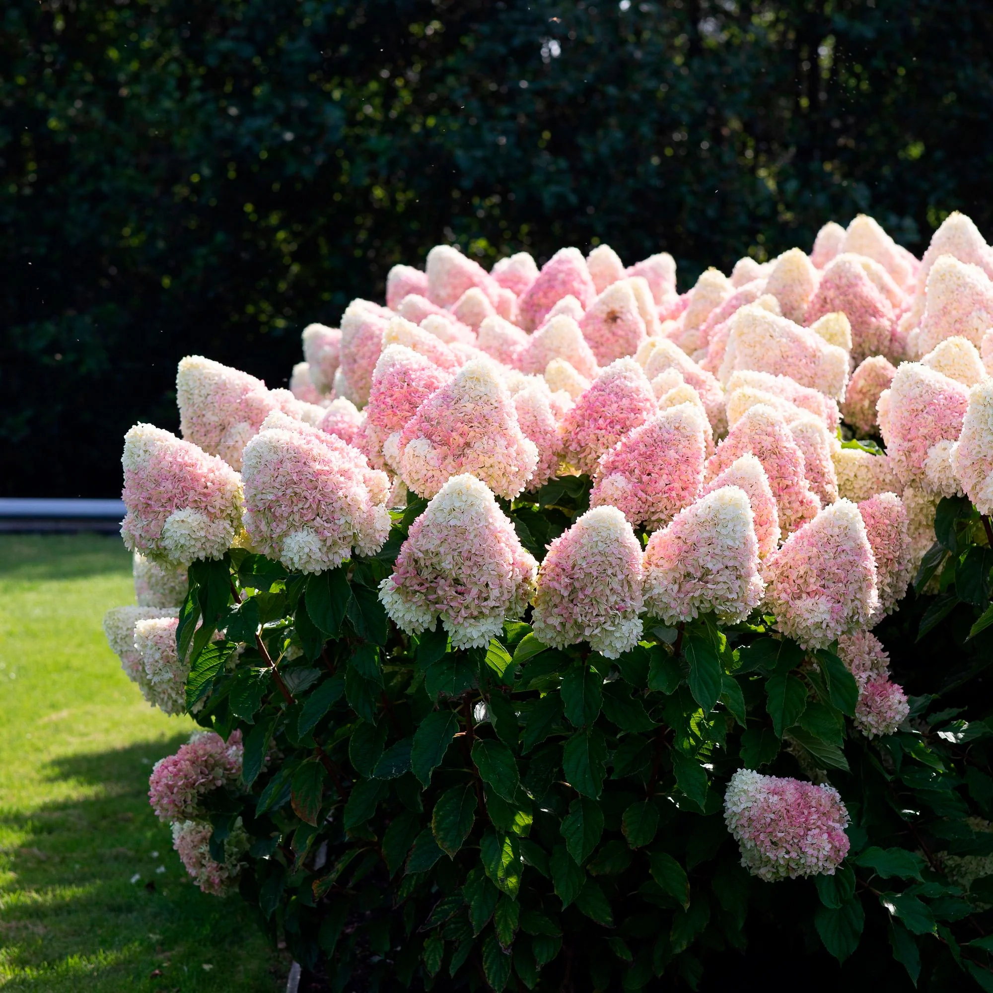 Hortensia Hydrangea 'Living Raspberry Pink'® Blanc-Rose - Image 2