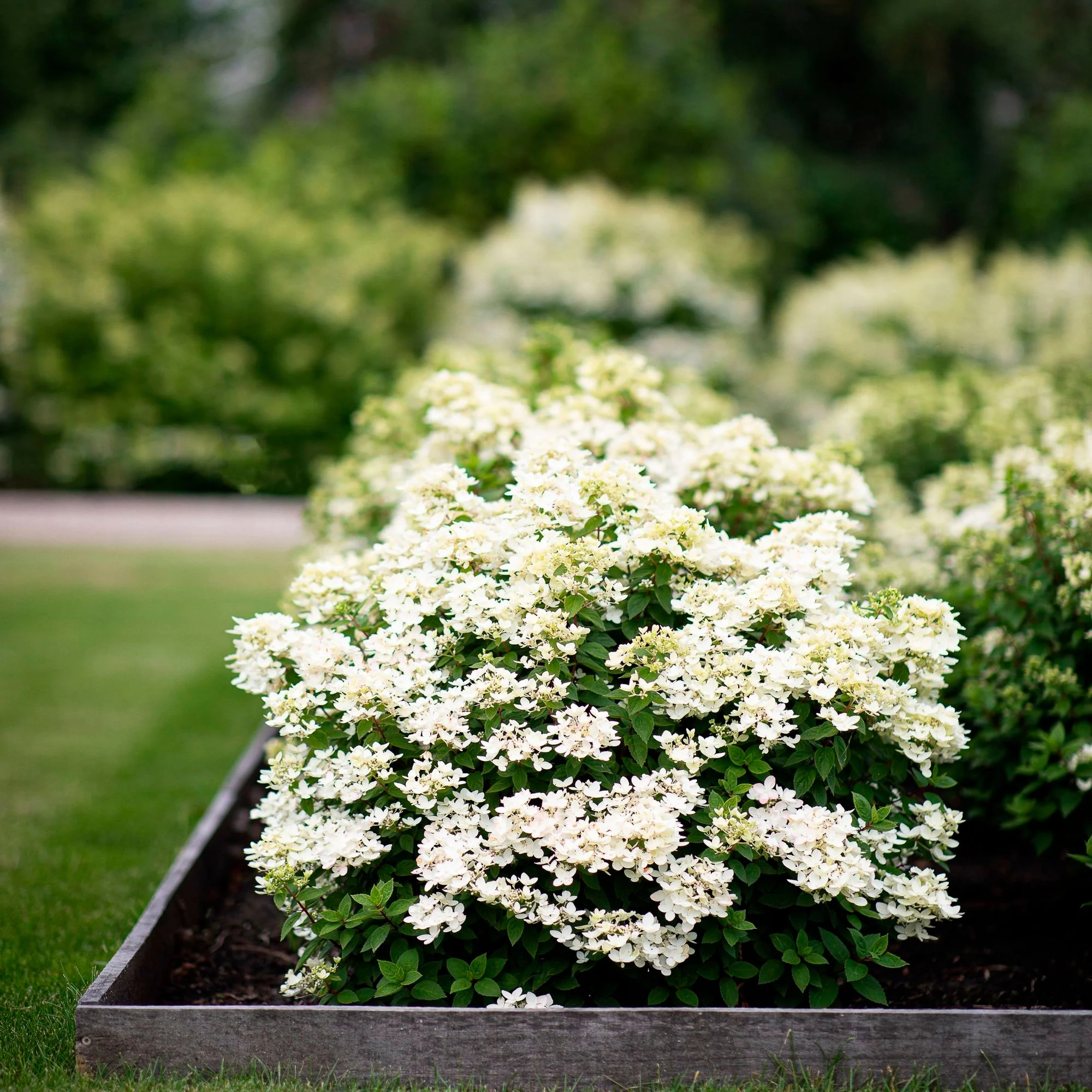 Hortensia Hydrangea 'Living Touch Of Pink' Blanc-Rose - Image 2