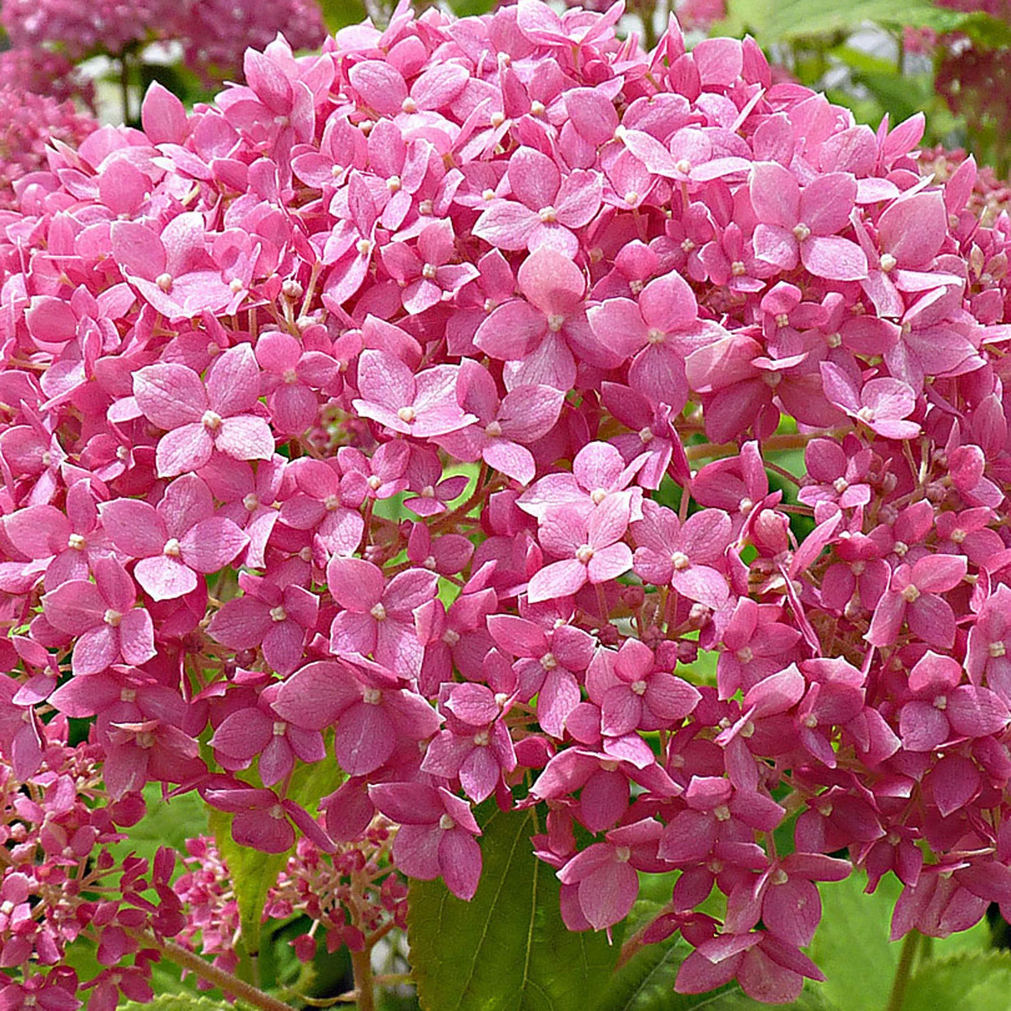 Hortensia Hydrangea 'Pink Annabelle' Rose - Image 3