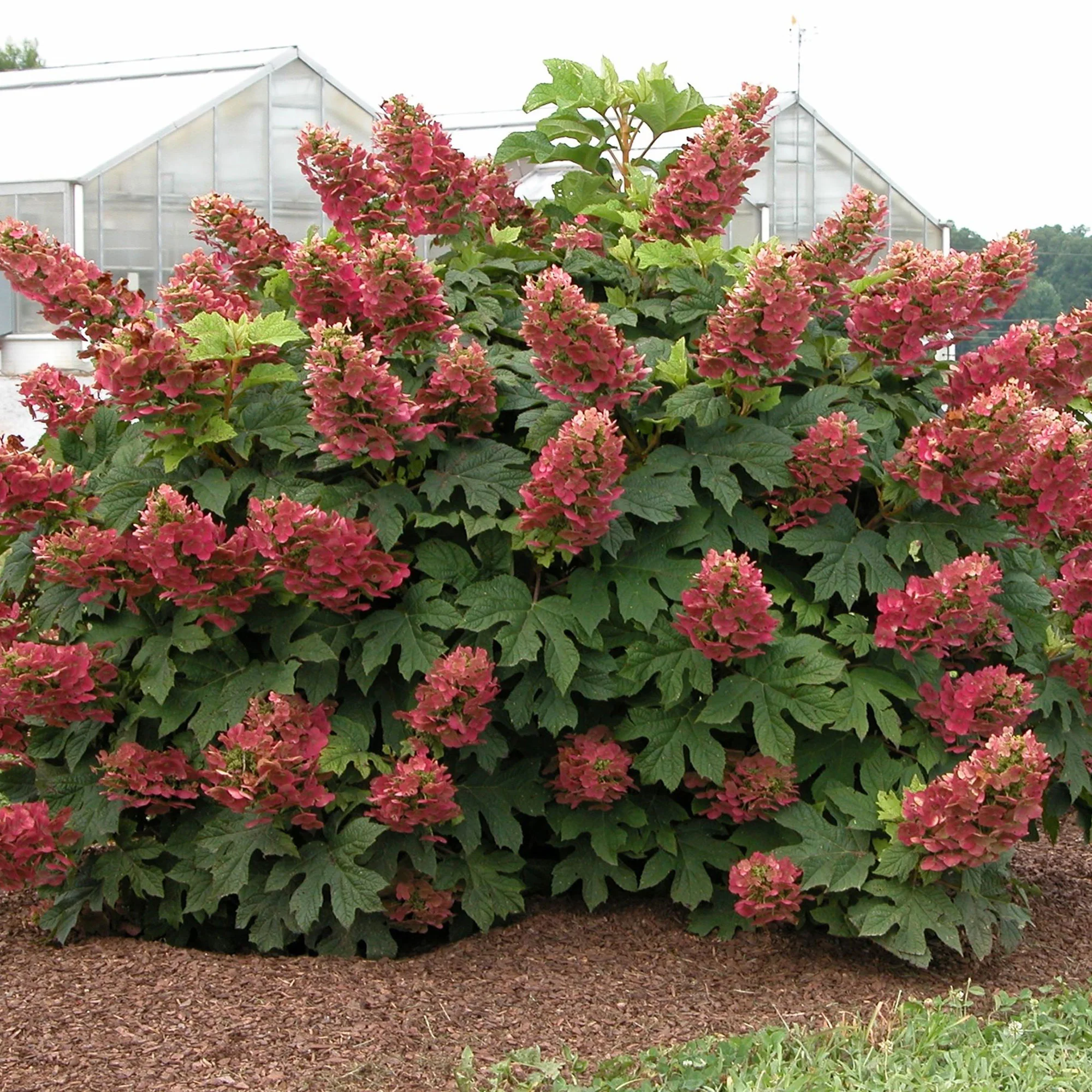 Hortensia Hydrangea 'Ruby Slippers'® Rouge-Rose - Image 2