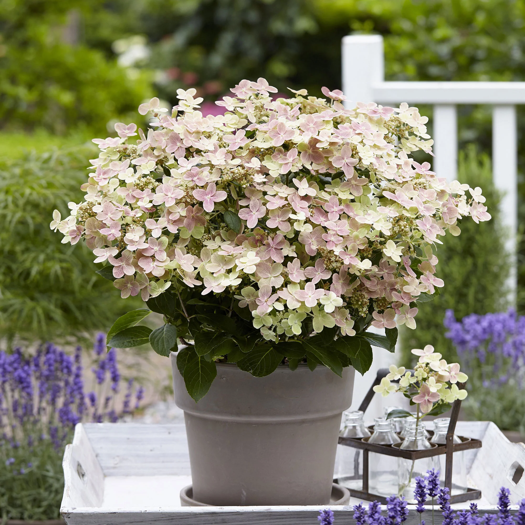 Hortensia Hydrangea '(S)witch Ophelia'® Crème-Rose - Image 2