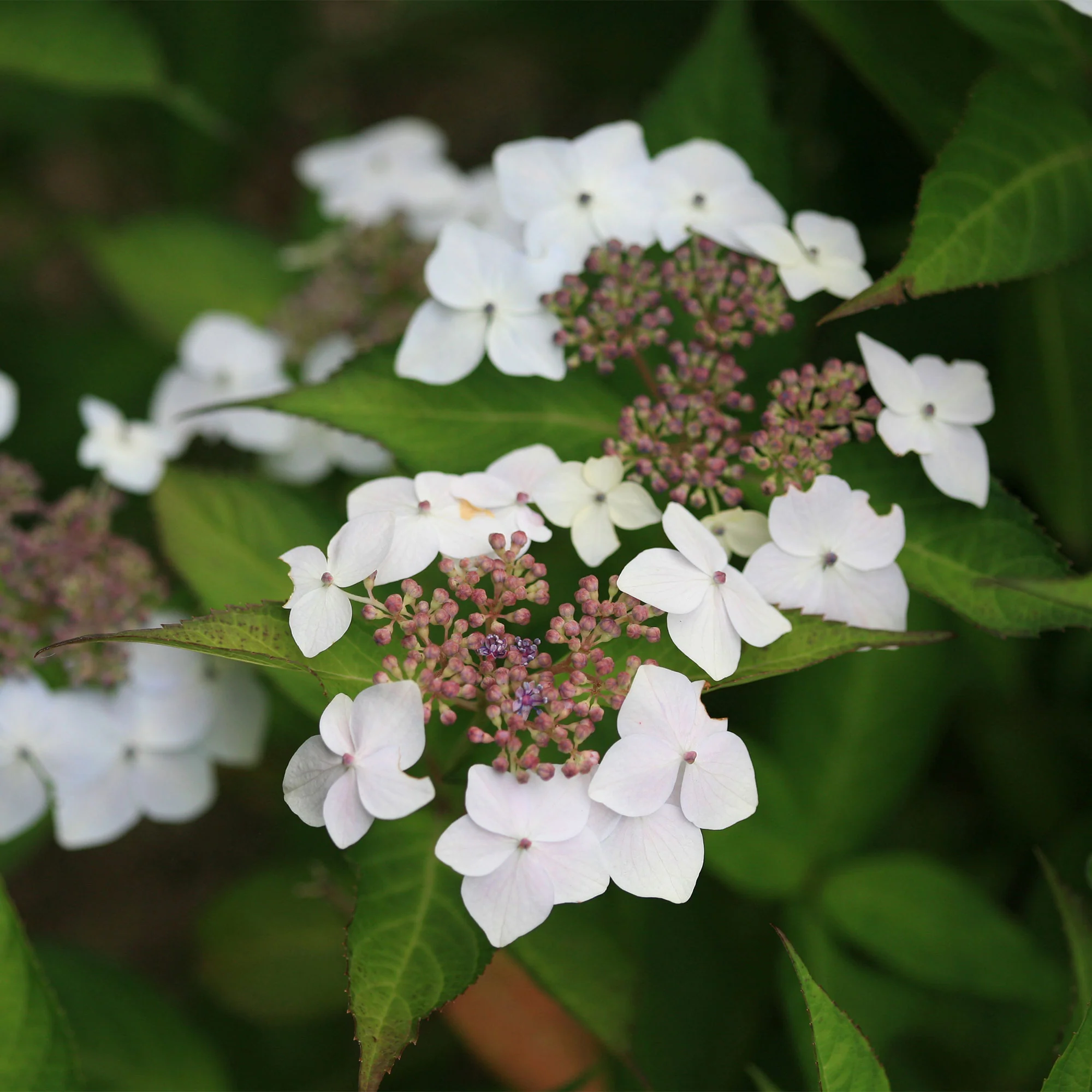 Hortensia Hydrangea serrata Blanc-Rose - Image 3