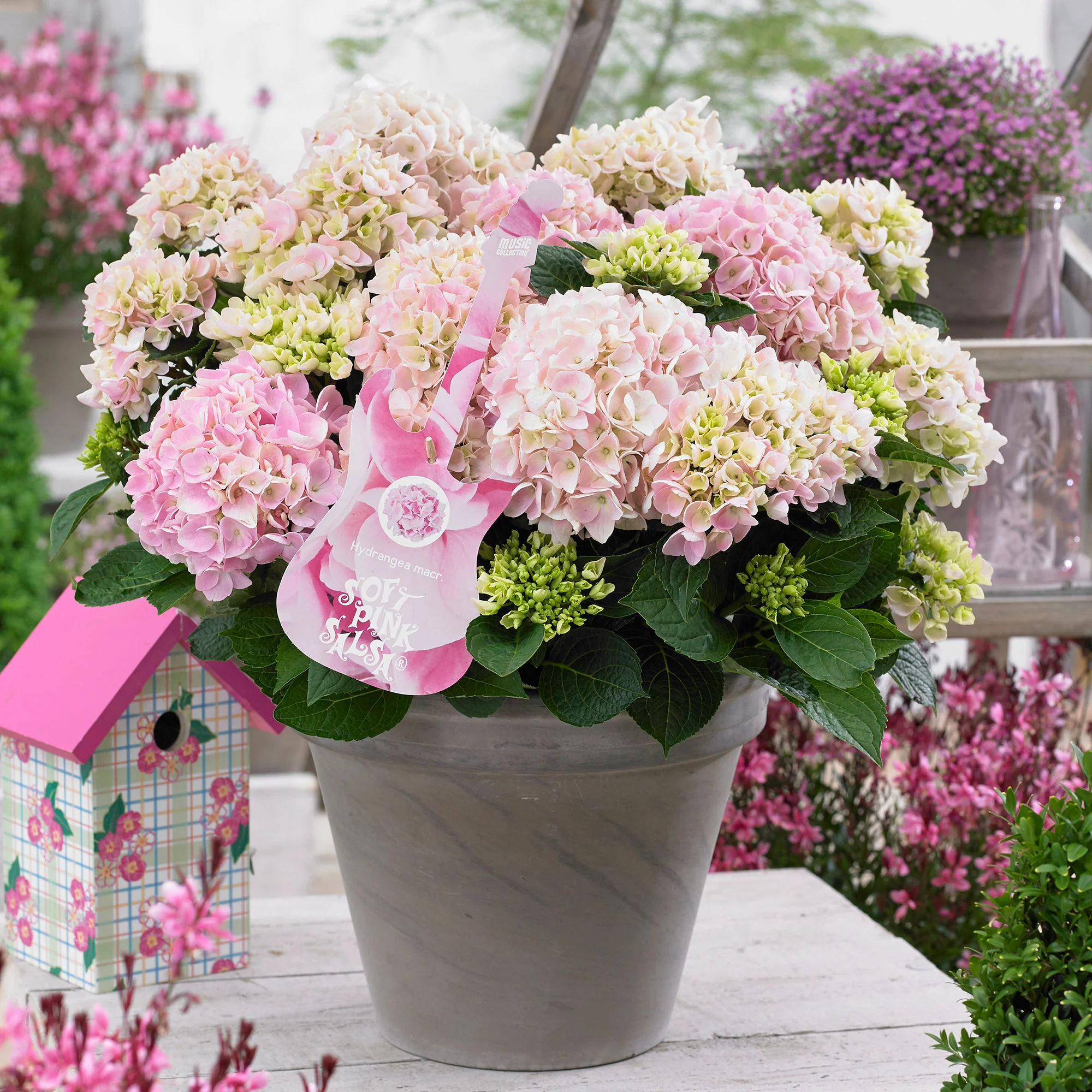 Hortensia Hydrangea 'Soft Pink Salsa' rose
