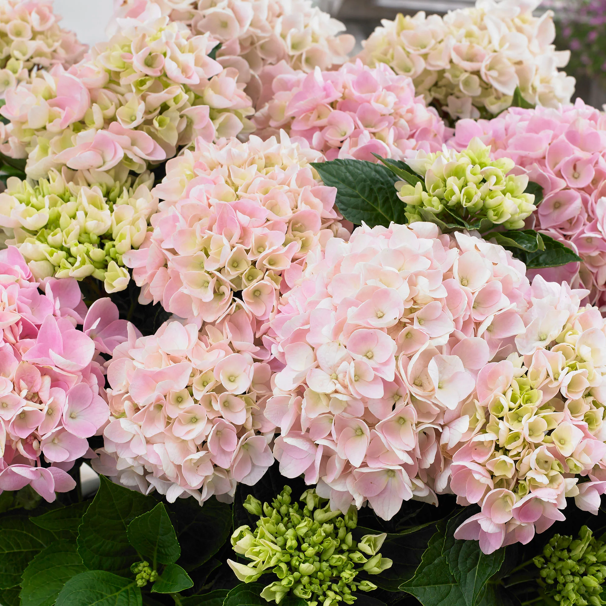 Hortensia Hydrangea 'Soft Pink Salsa' rose - Image 3