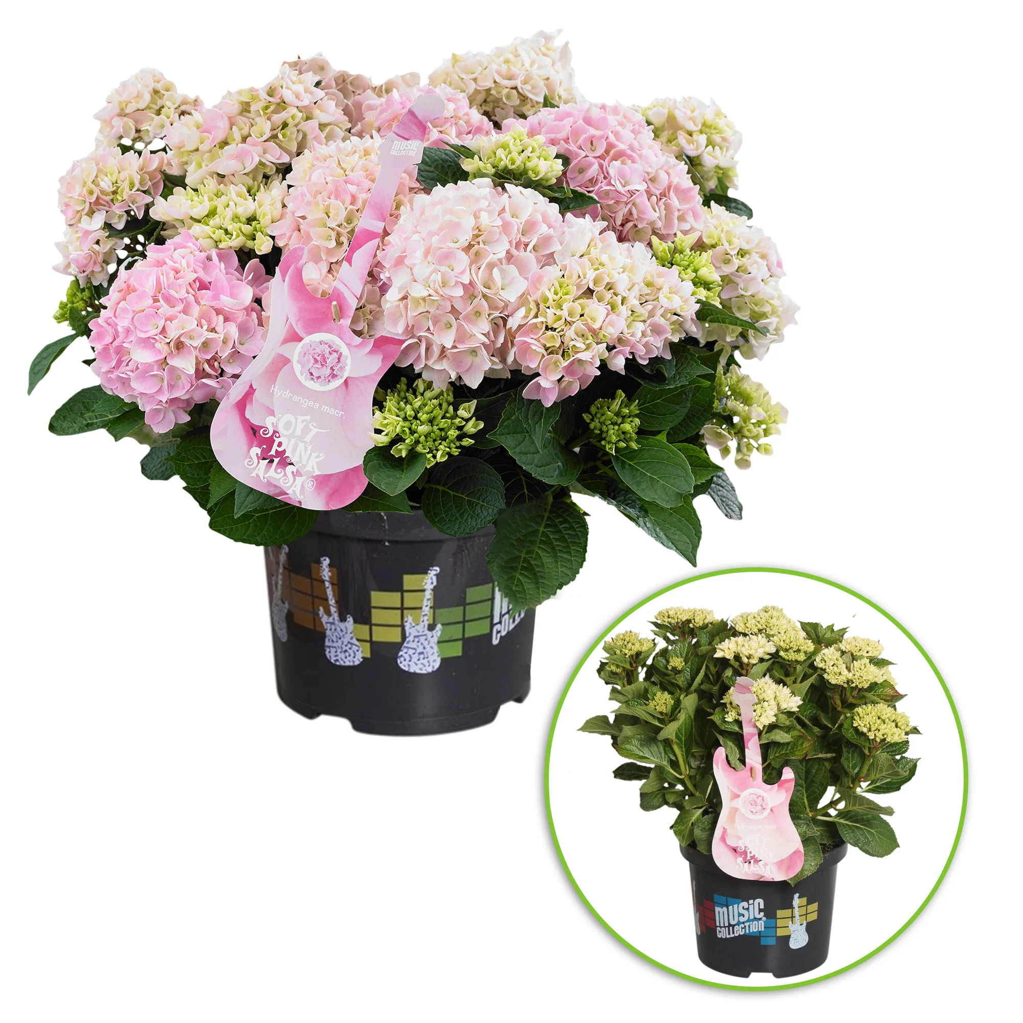 Hortensia Hydrangea 'Soft Pink Salsa' rose - Image 4