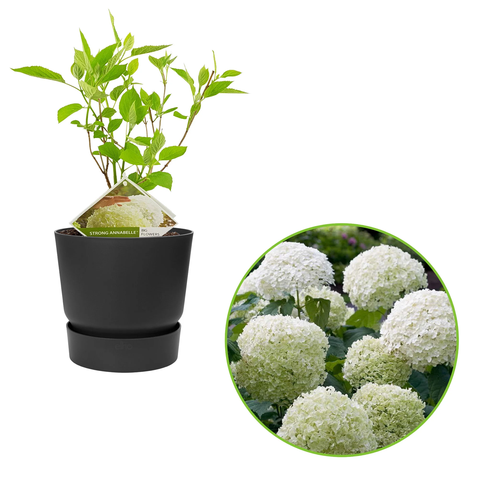 Hortensia Hydrangea 'Strong Annabelle' Blanc avec pot décoratif - Image 2