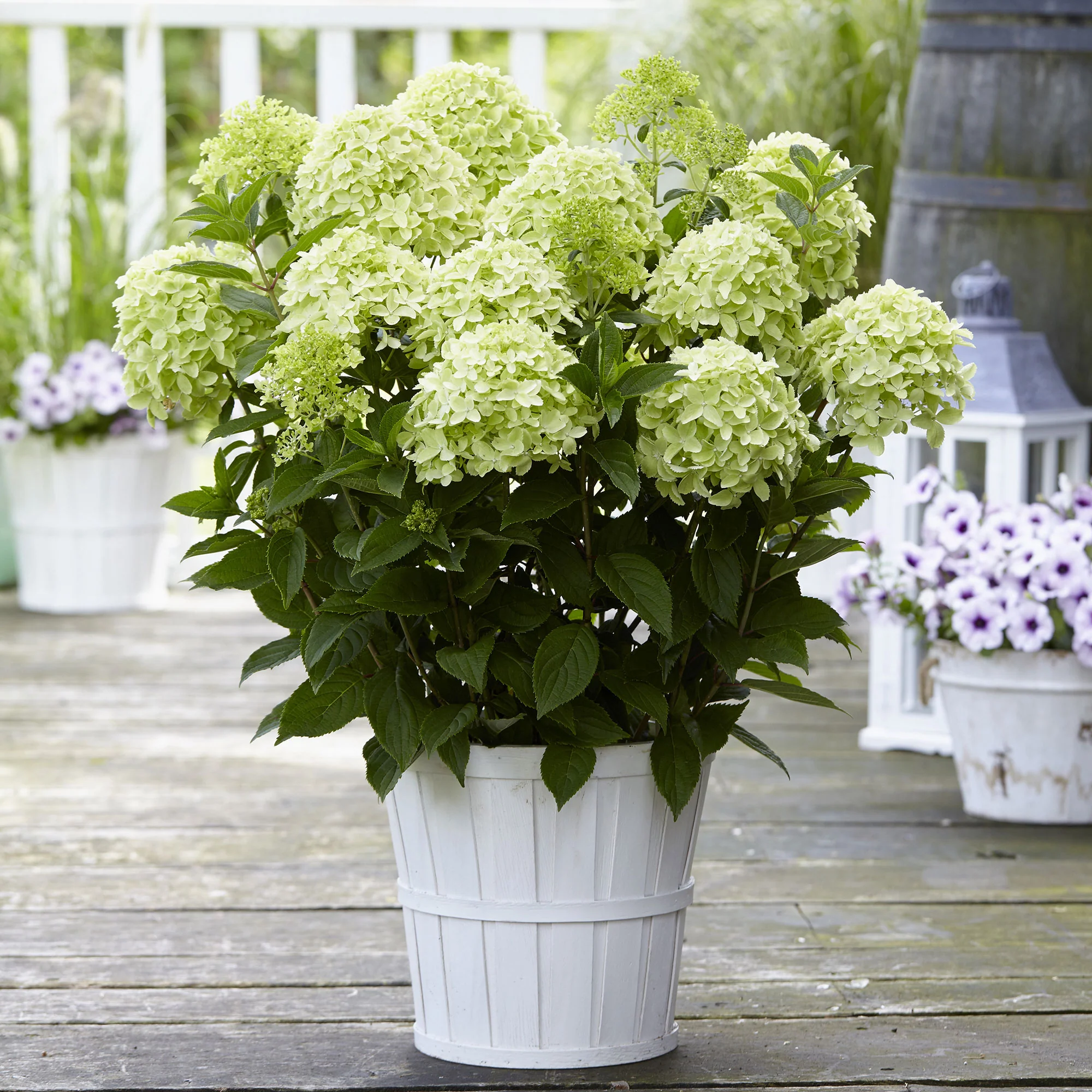 Hortensia Hydrangea 'Whitelight' Blanc