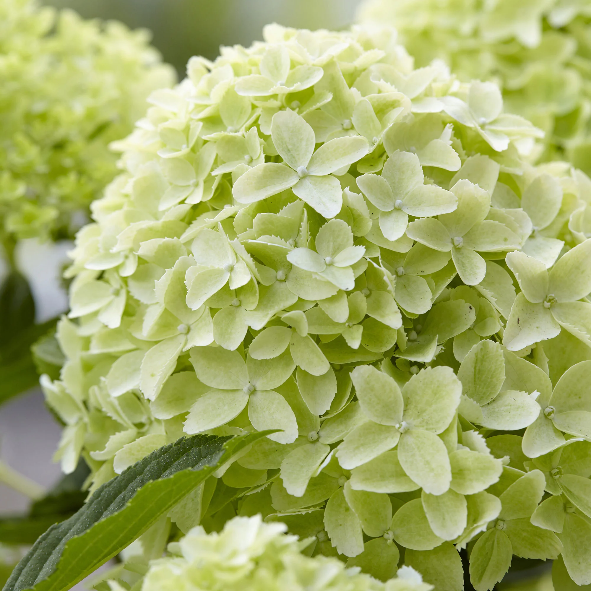 Hortensia Hydrangea 'Whitelight' Blanc - Image 3