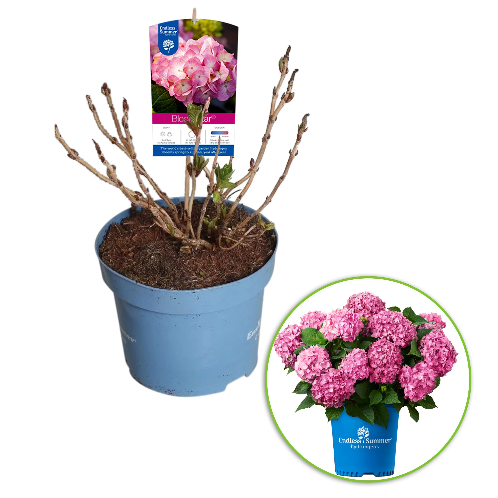Hortensia paysan Hydrangea 'Bloomstar' Rose - Image 3
