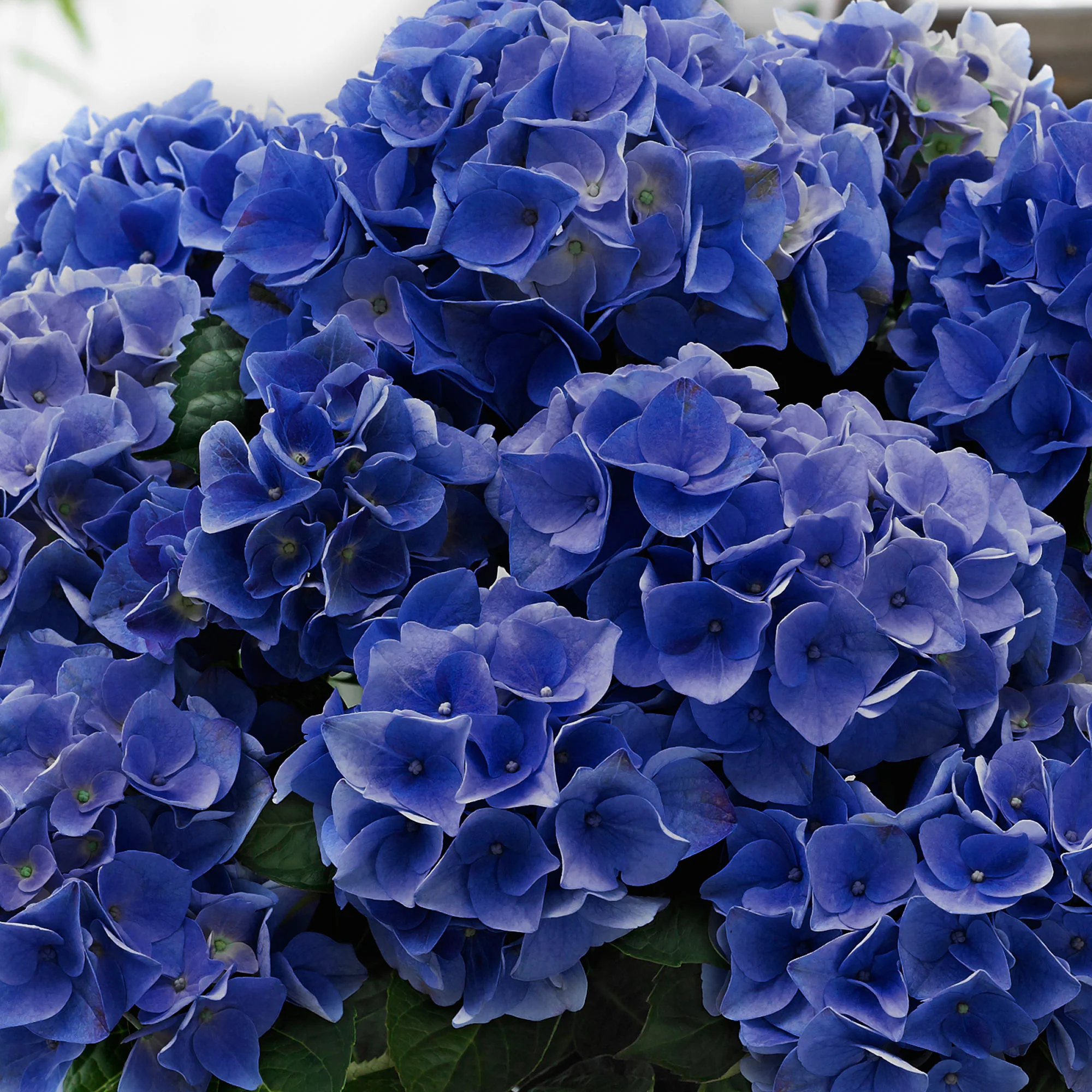 Hortensia paysan Hydrangea 'Blue Boogie Woogie'® Bleu - Image 3