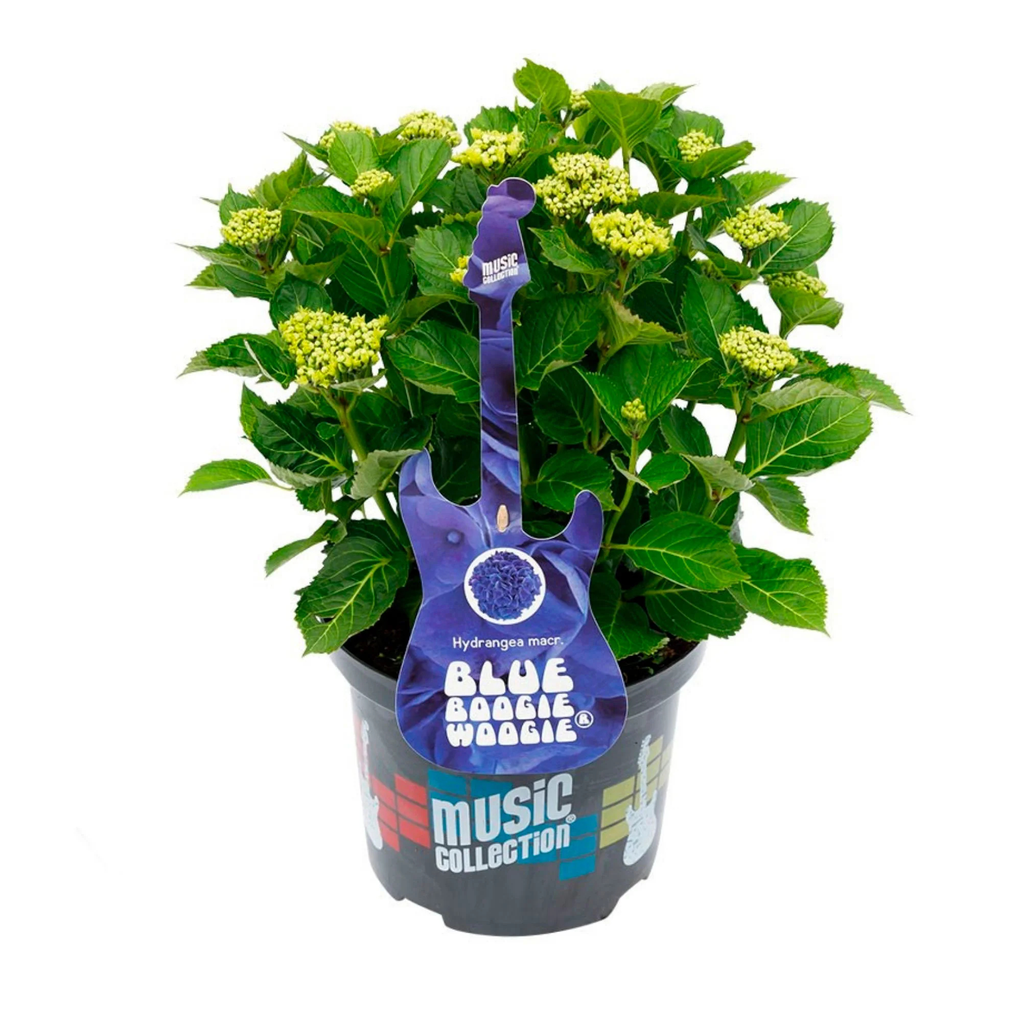 Hortensia paysan Hydrangea 'Blue Boogie Woogie'® Bleu - Image 4
