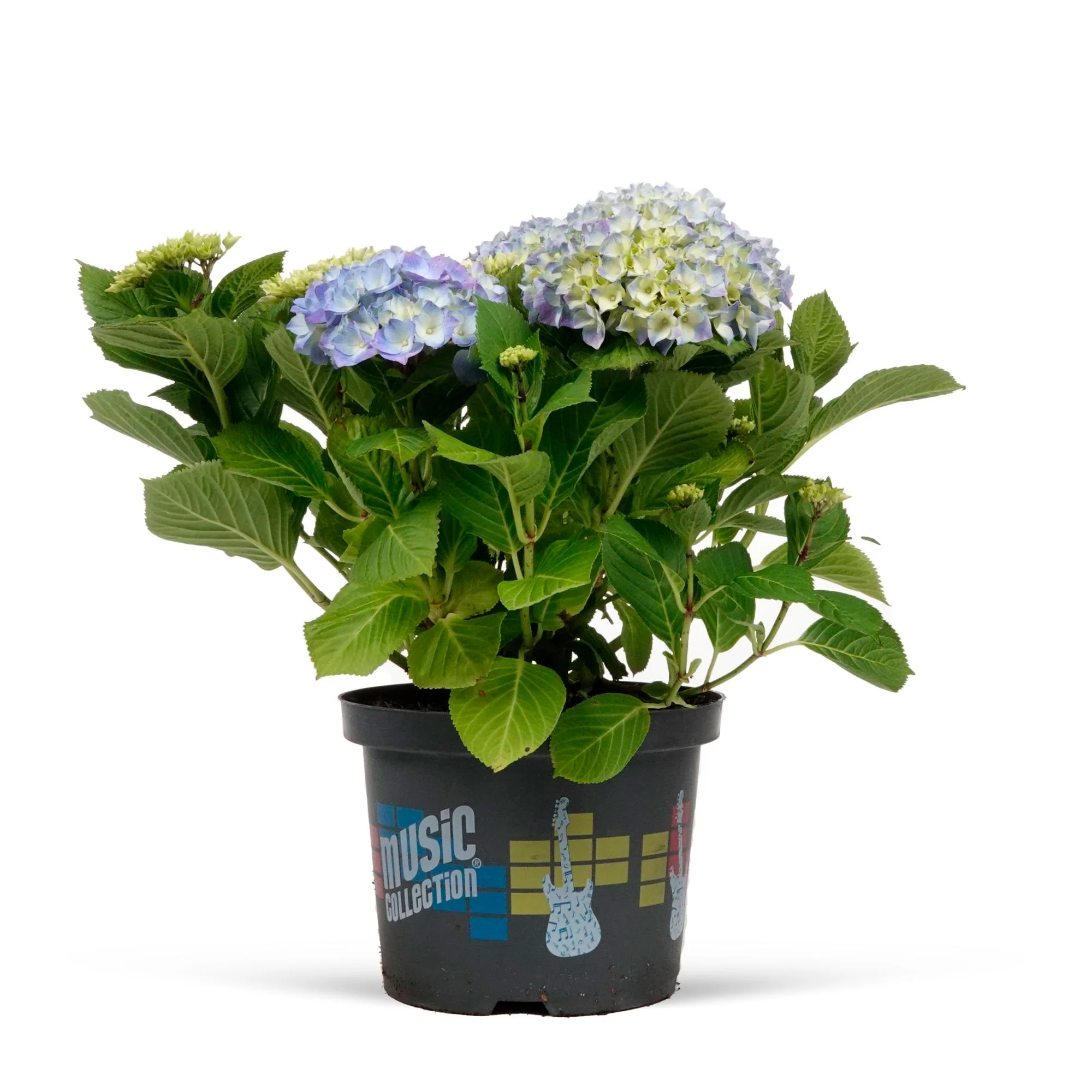 Hortensia paysan Hydrangea 'Blue Boogie Woogie'® Bleu - Image 5