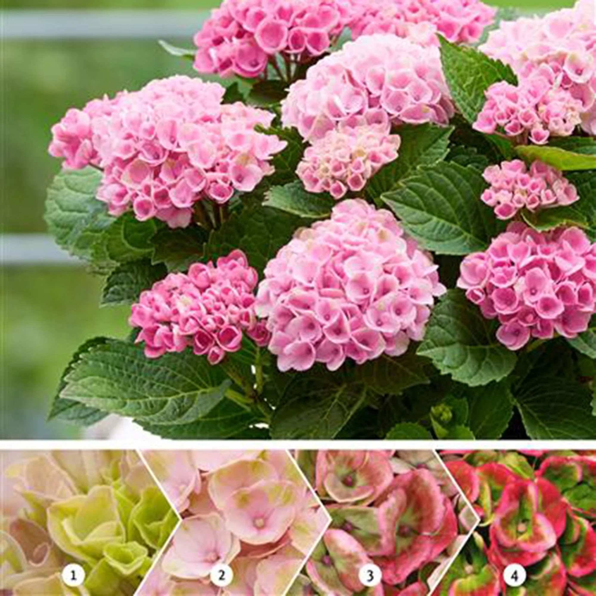 Hortensia paysan Hydrangea 'Bodensee' Rose - Image 3