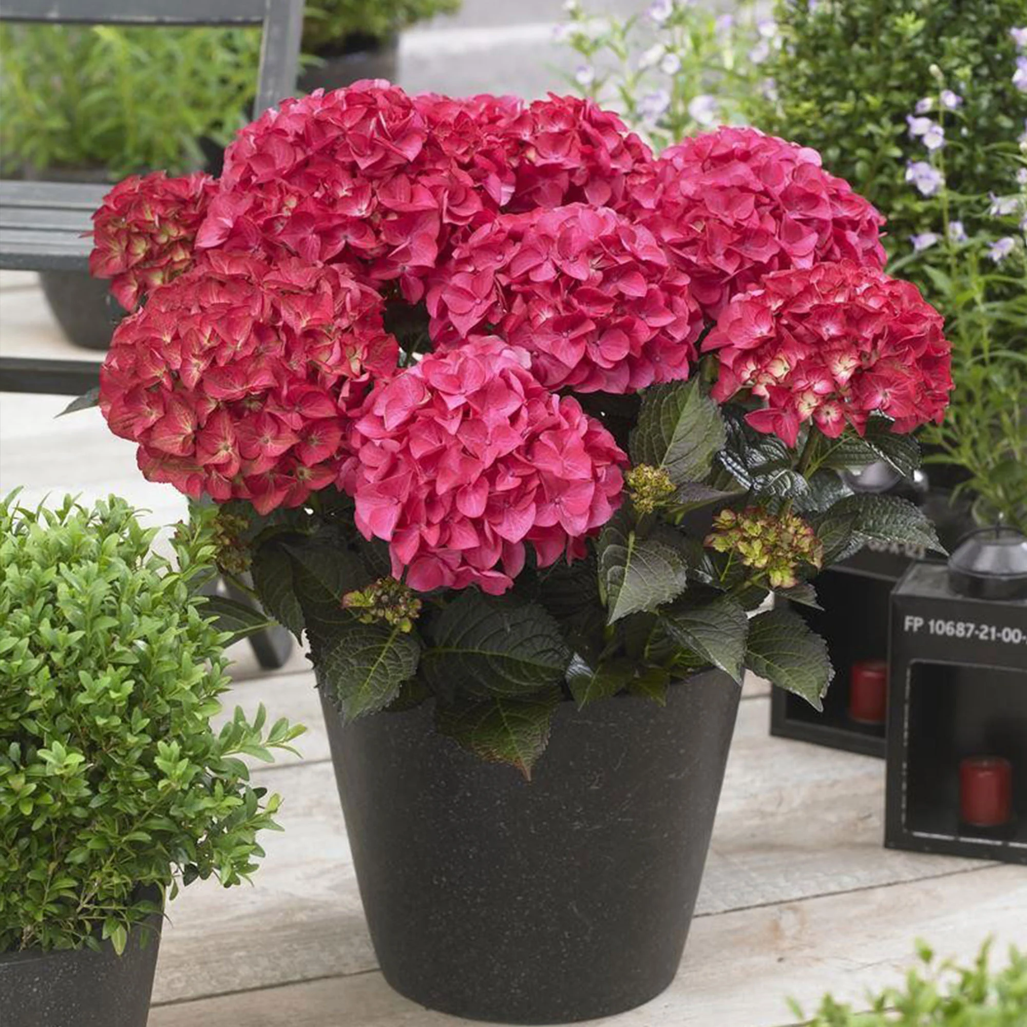 Hortensia paysan Hydrangea 'Dark Angel' Rouge - Image 2