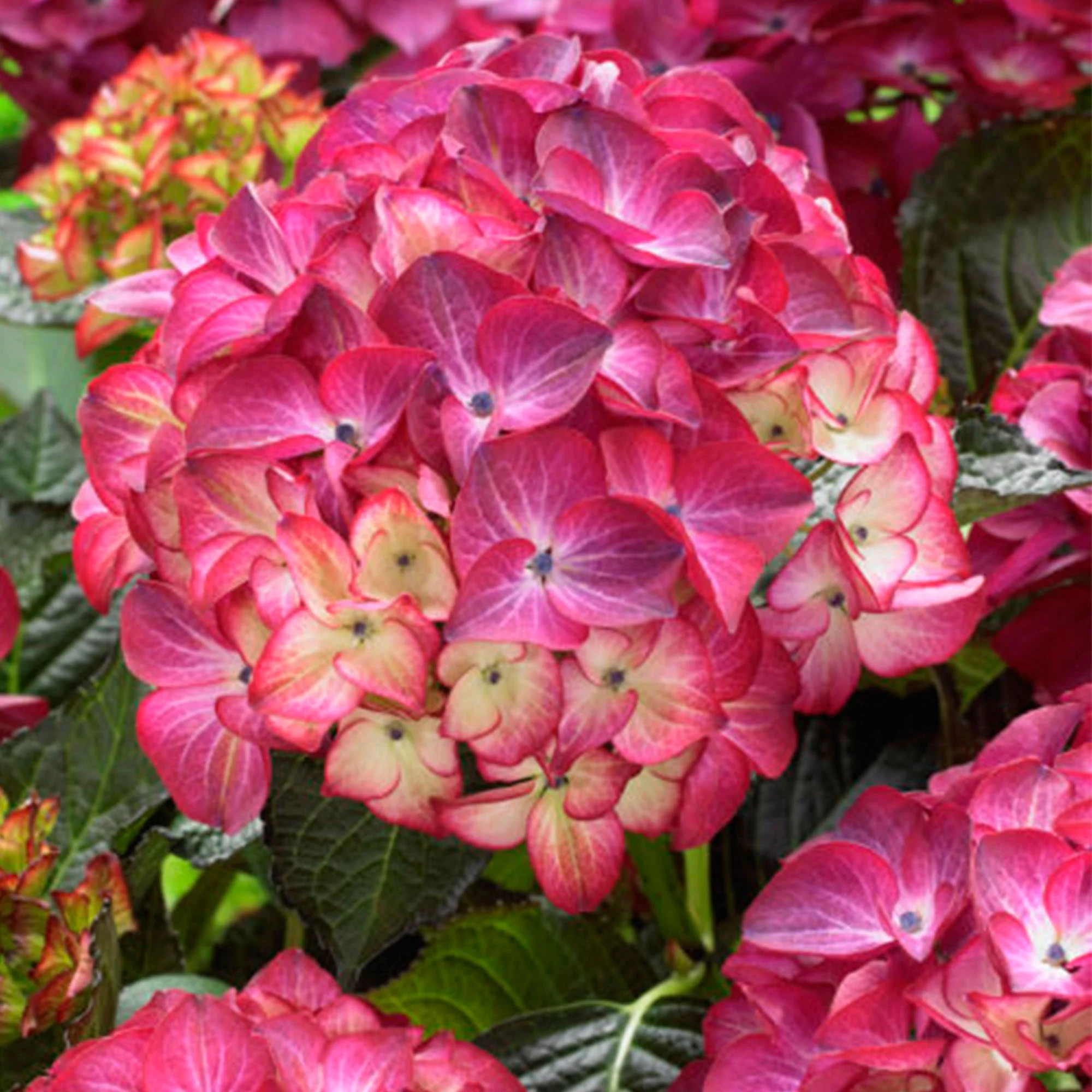Hortensia paysan Hydrangea 'Dark Angel' Rouge - Image 3