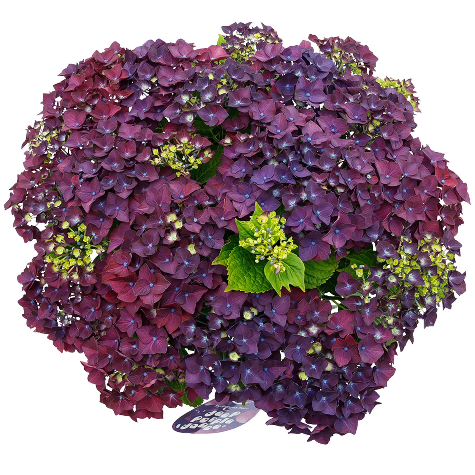 Hortensia paysan Hydrangea 'Deep Purple Dance' Violet