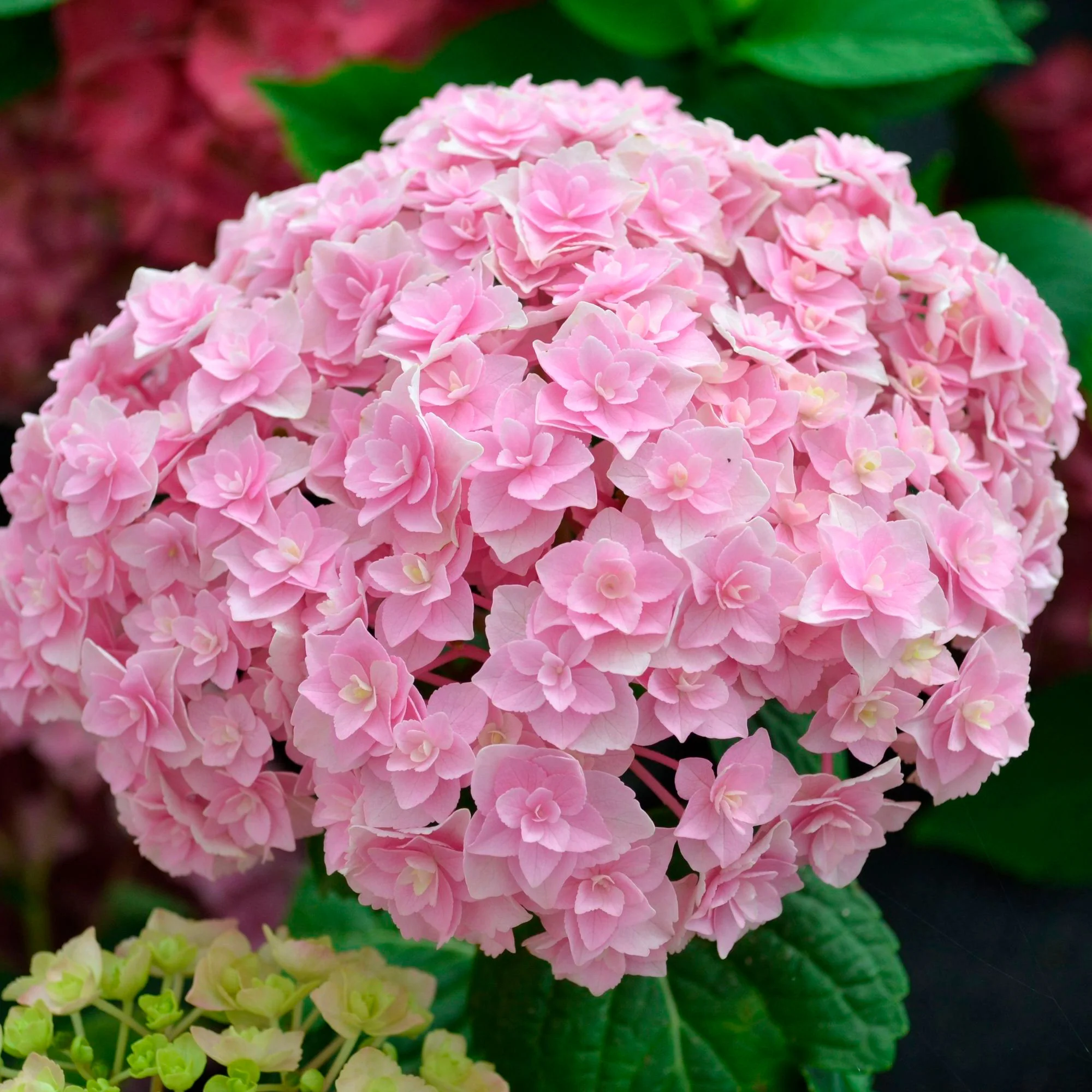 Hortensia paysan Hydrangea 'Doppio Nuvola' Rose - Image 3