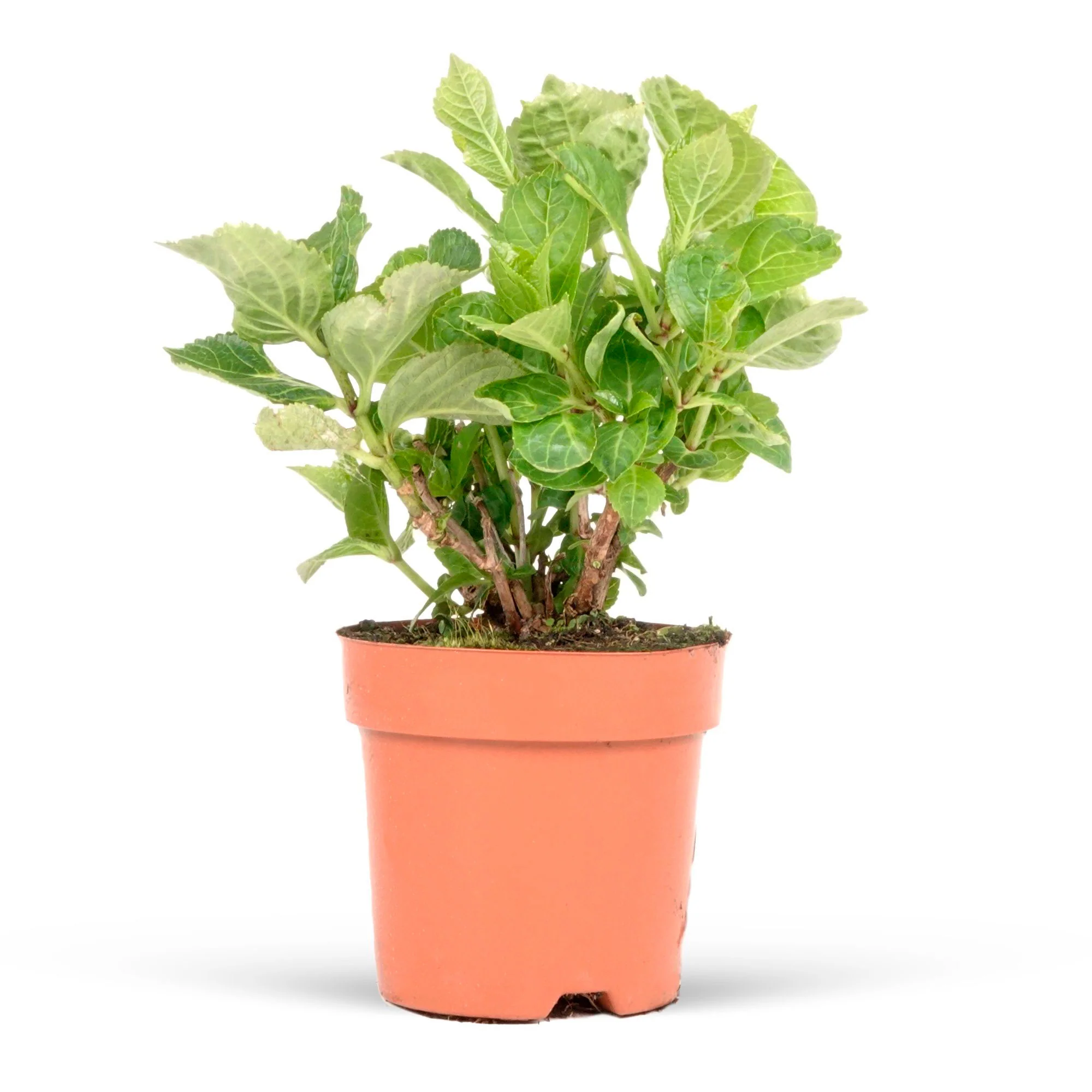 Hortensia paysan Hydrangea 'Doppio Nuvola' Rose - Image 4