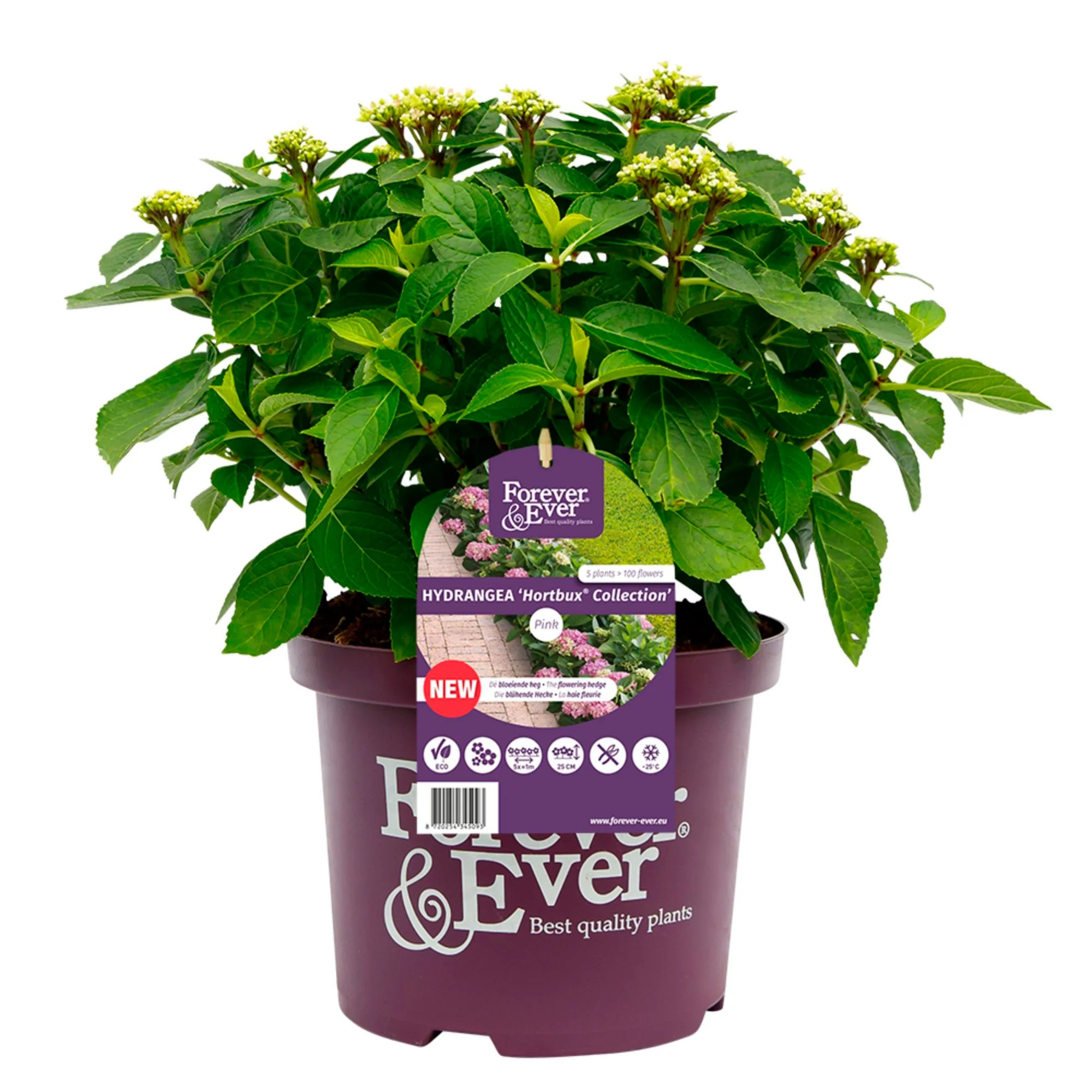 Hortensia paysan Hydrangea 'Hortbux Pink' Rose - Image 3