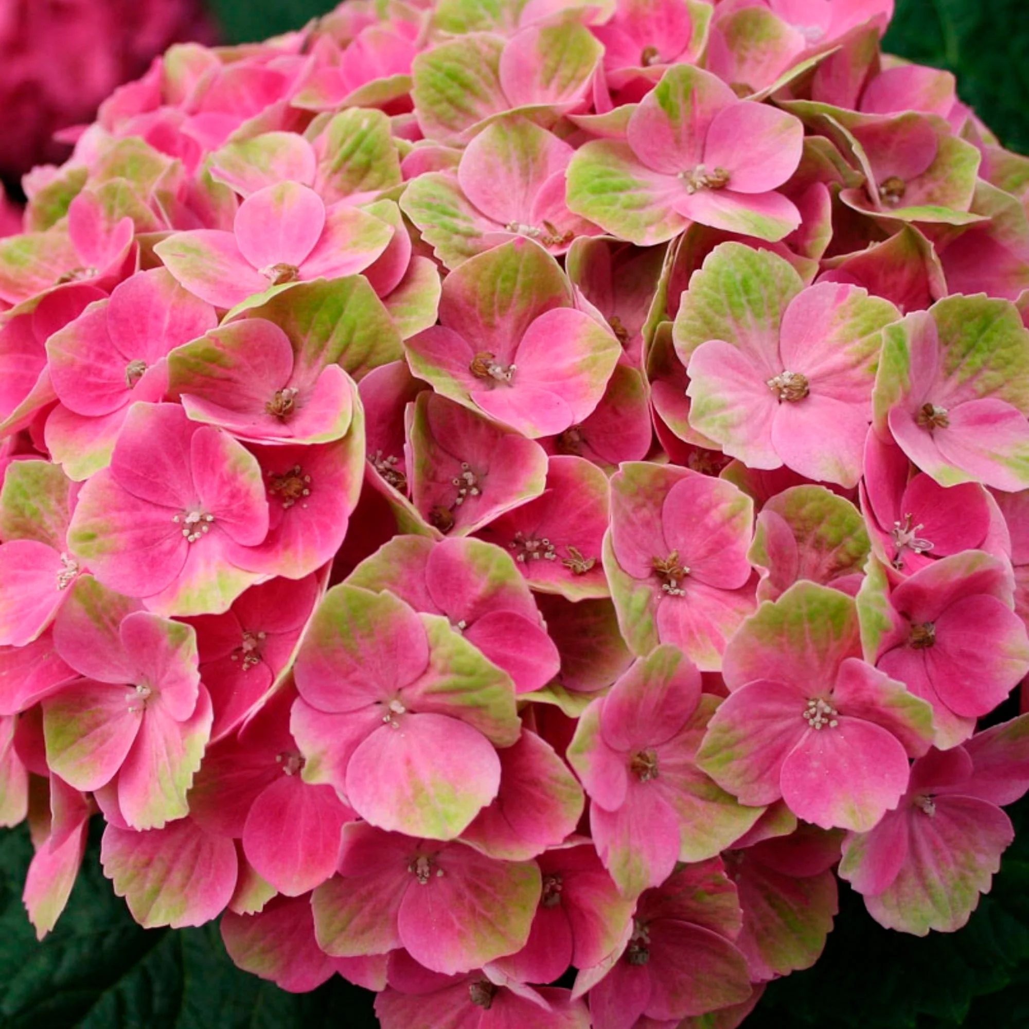 Hortensia paysan Hydrangea 'Jewel Pink' Rose-Vert - Image 4