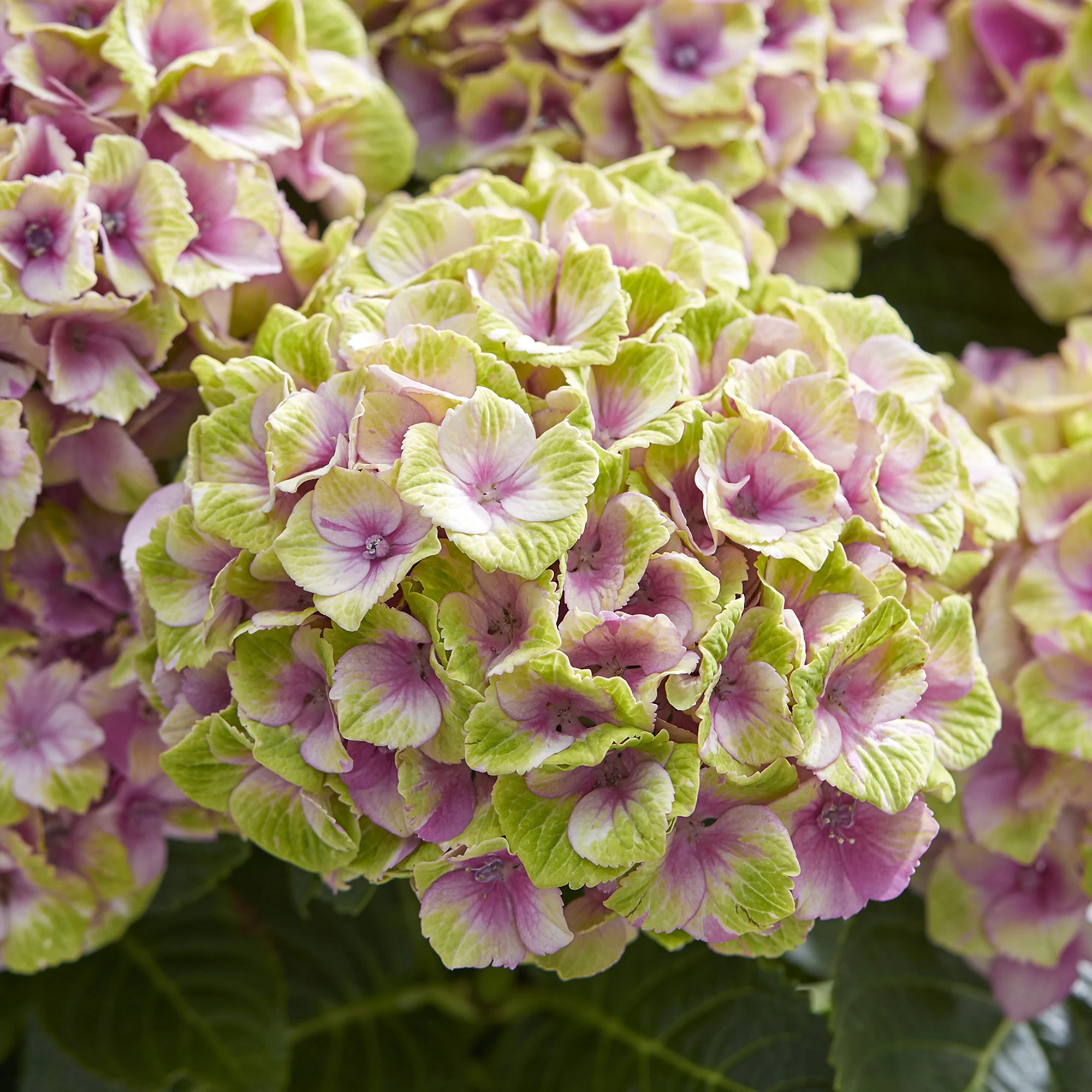 Hortensia paysan Hydrangea 'Jewel' Rose-Vert - Image 3