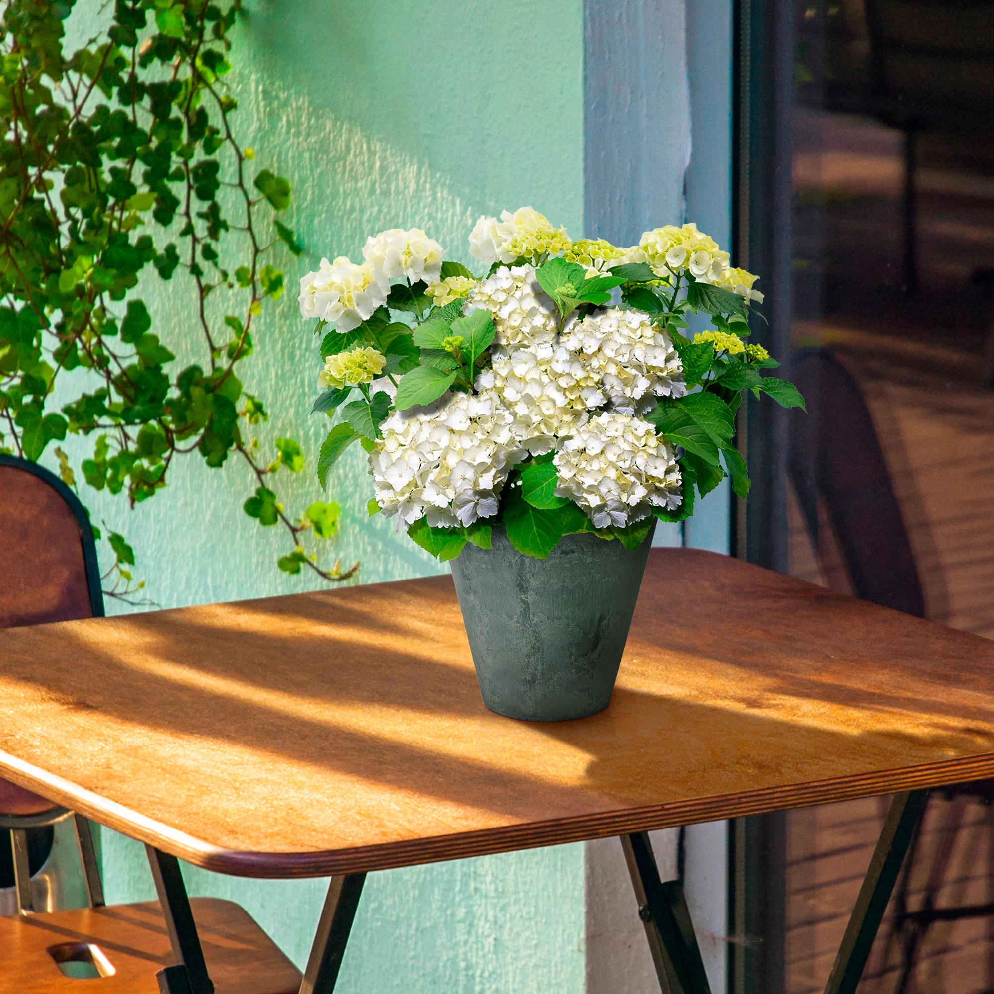 Hortensia paysan Hydrangea macrophylla Blanc avec pot décoratif - Image 2