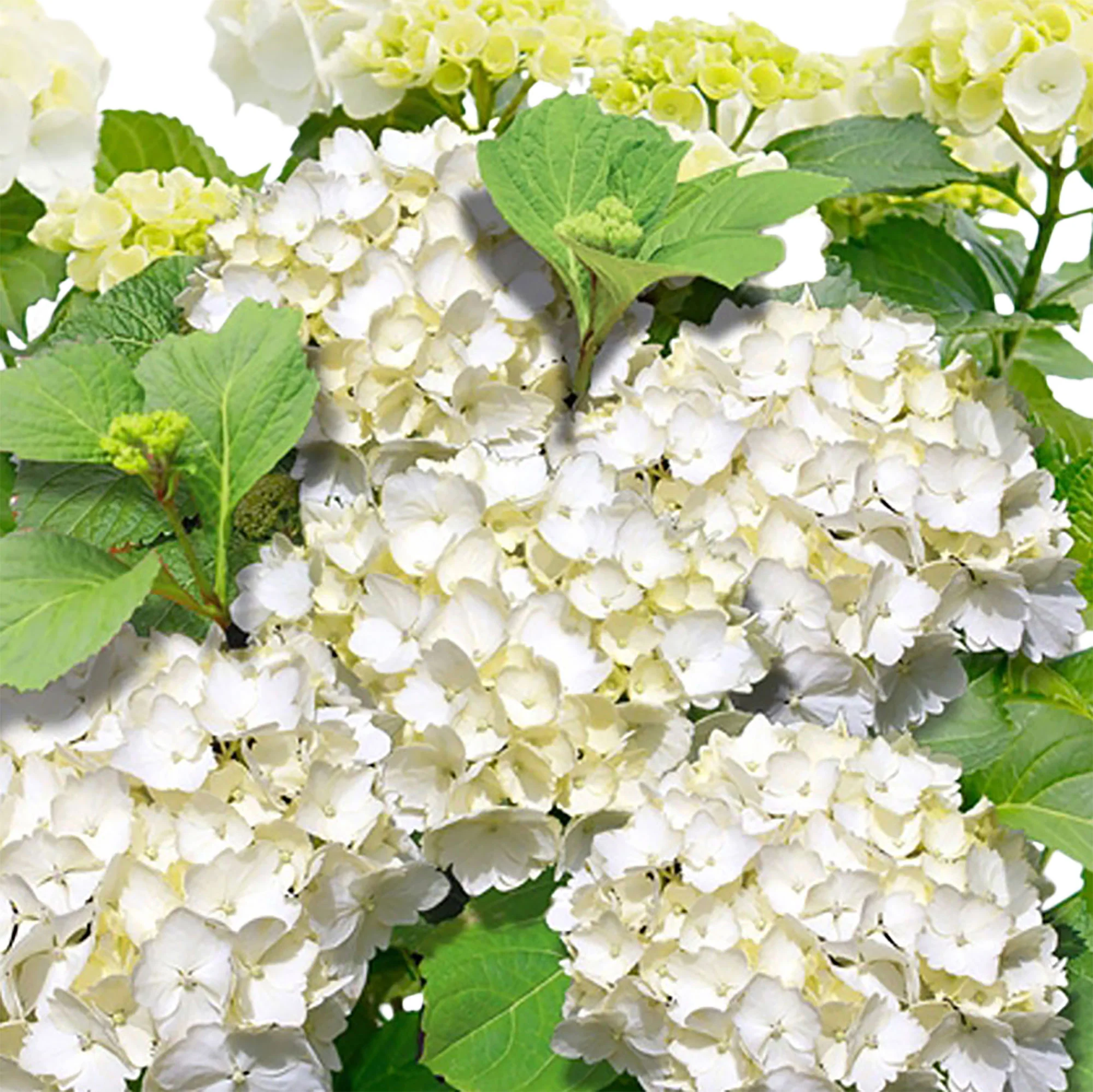 Hortensia paysan Hydrangea macrophylla Blanc avec pot décoratif - Image 4