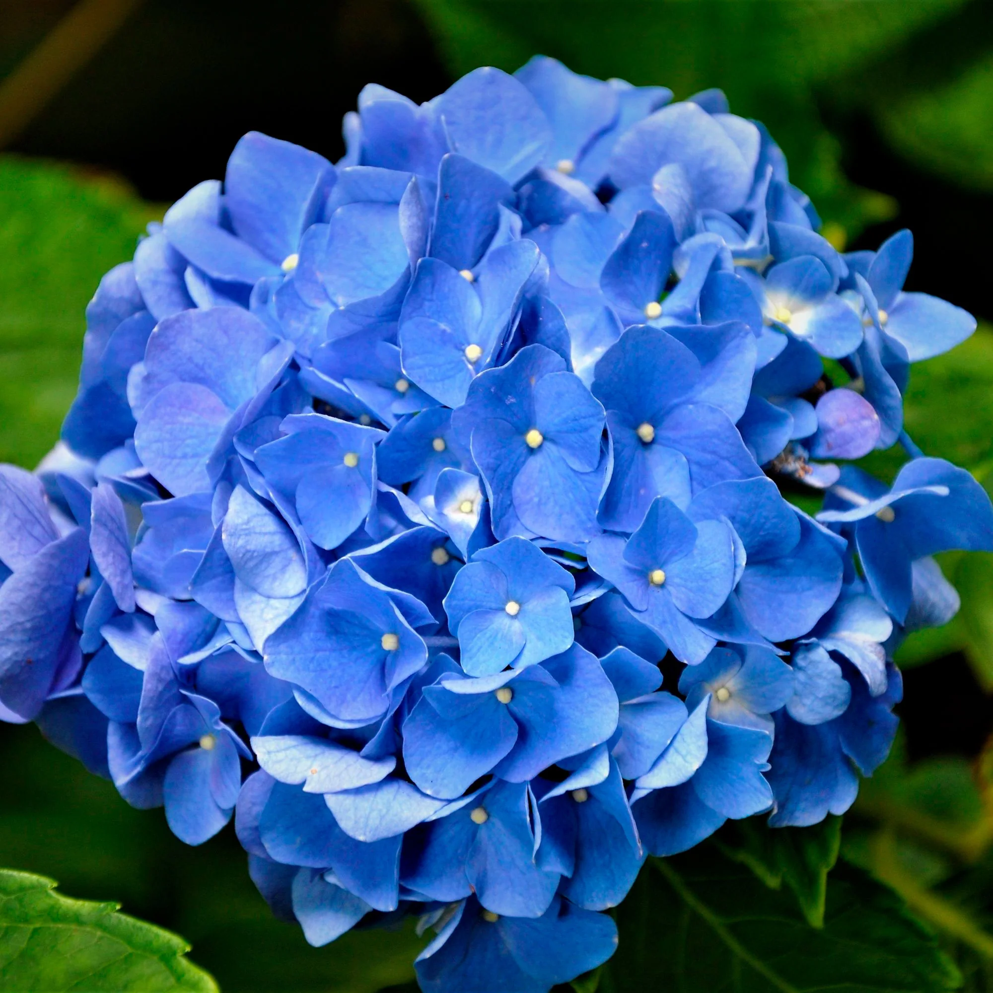 Hortensia paysan Hydrangea macrophylla Bleu - Image 3