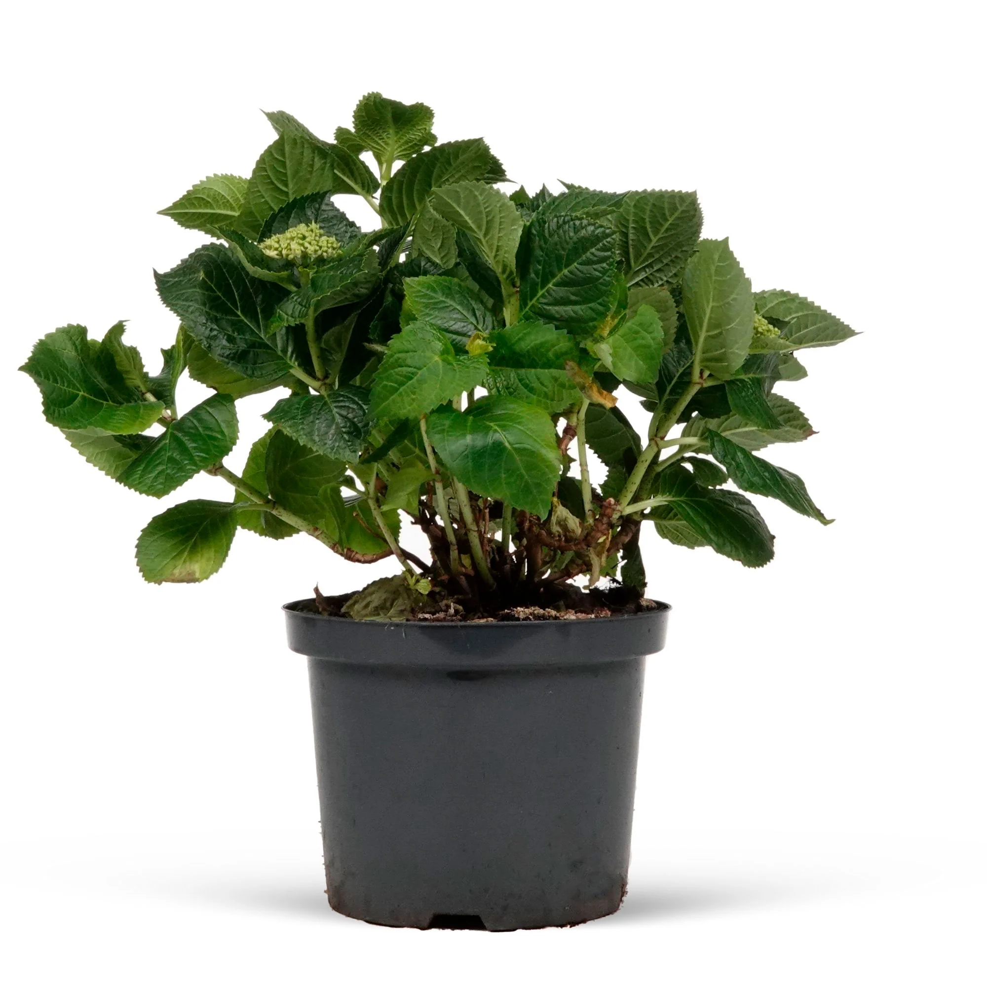 Hortensia paysan Hydrangea macrophylla Rose - Image 3