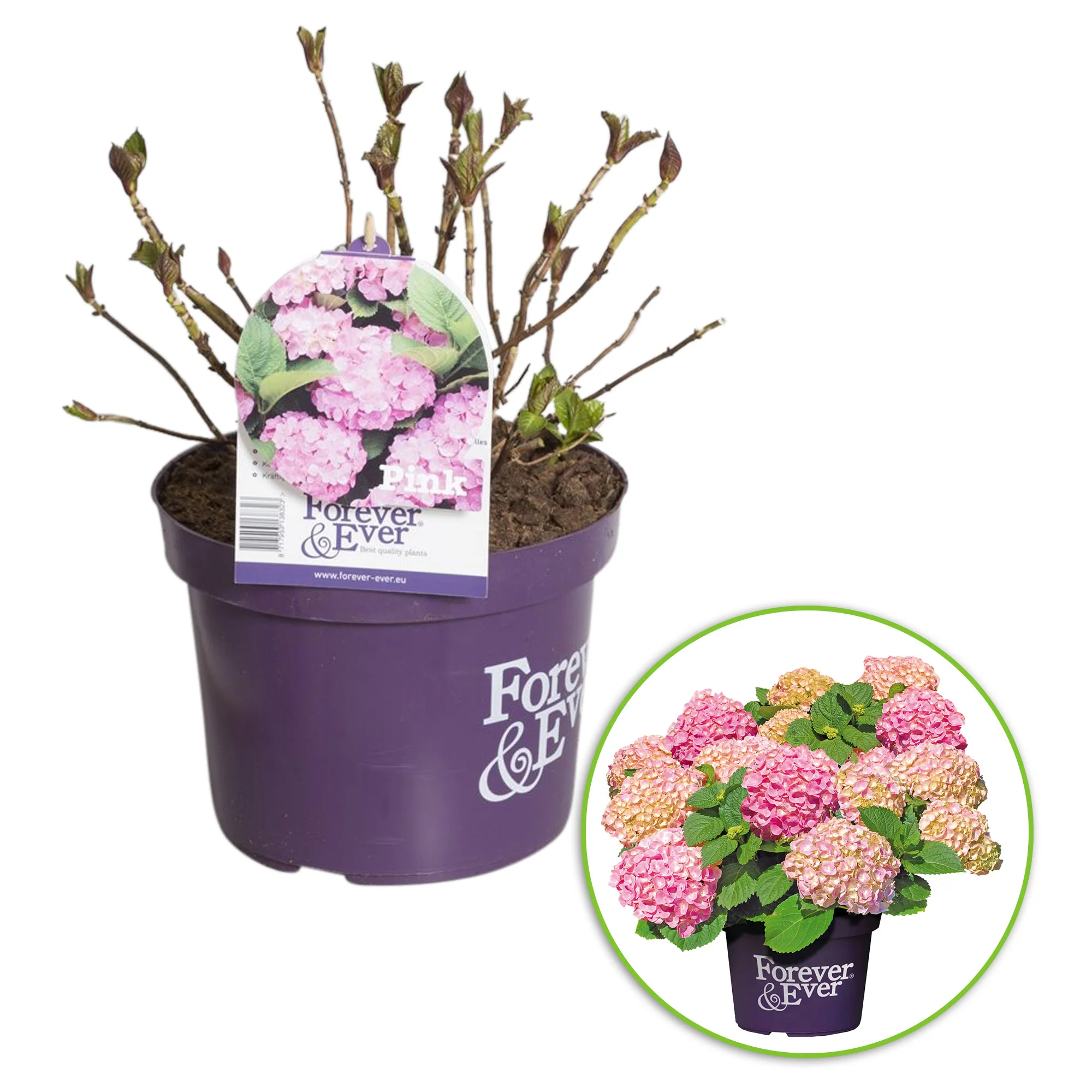 Hortensia paysan Hydrangea macrophylla Rose - Image 3