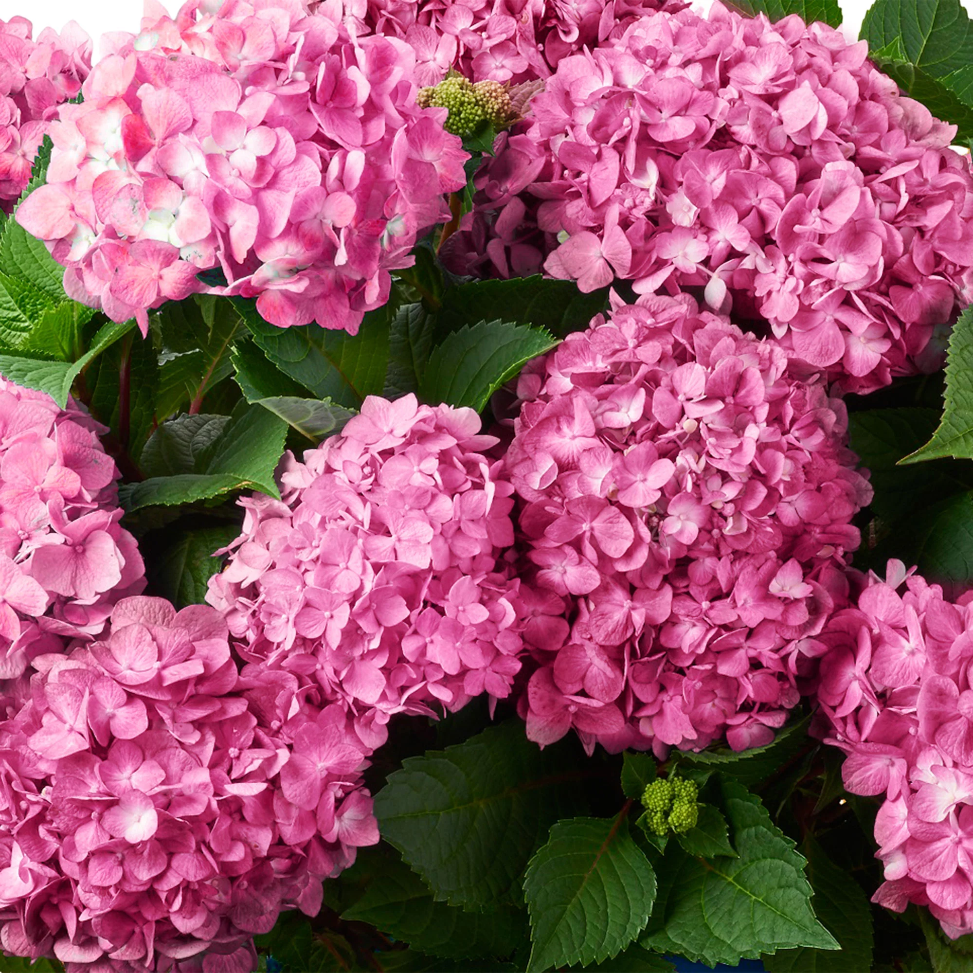 Hortensia paysan Hydrangea macrophylla Rose avec panier en osier - Image 2
