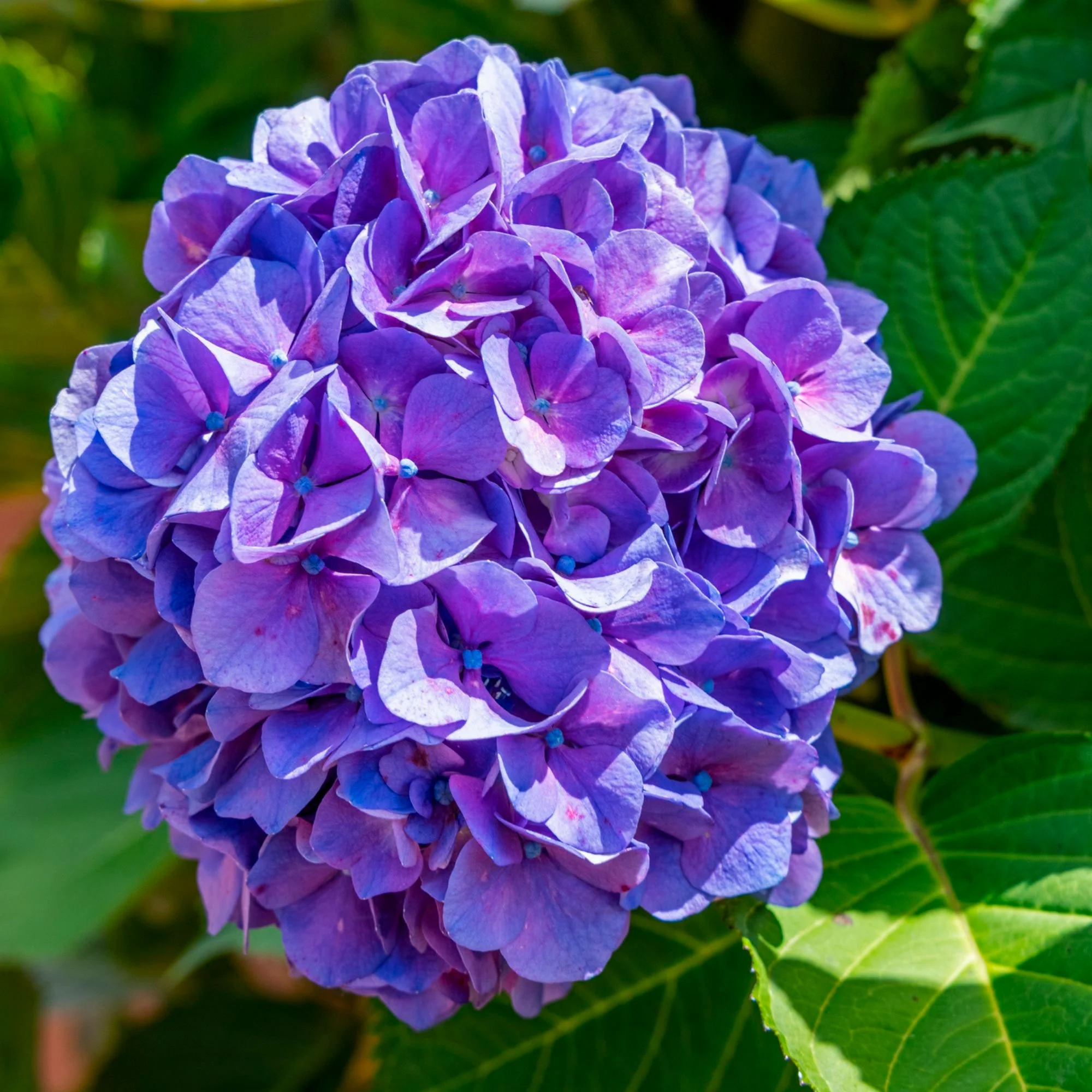 Hortensia paysan Hydrangea macrophylla Violet - Image 3