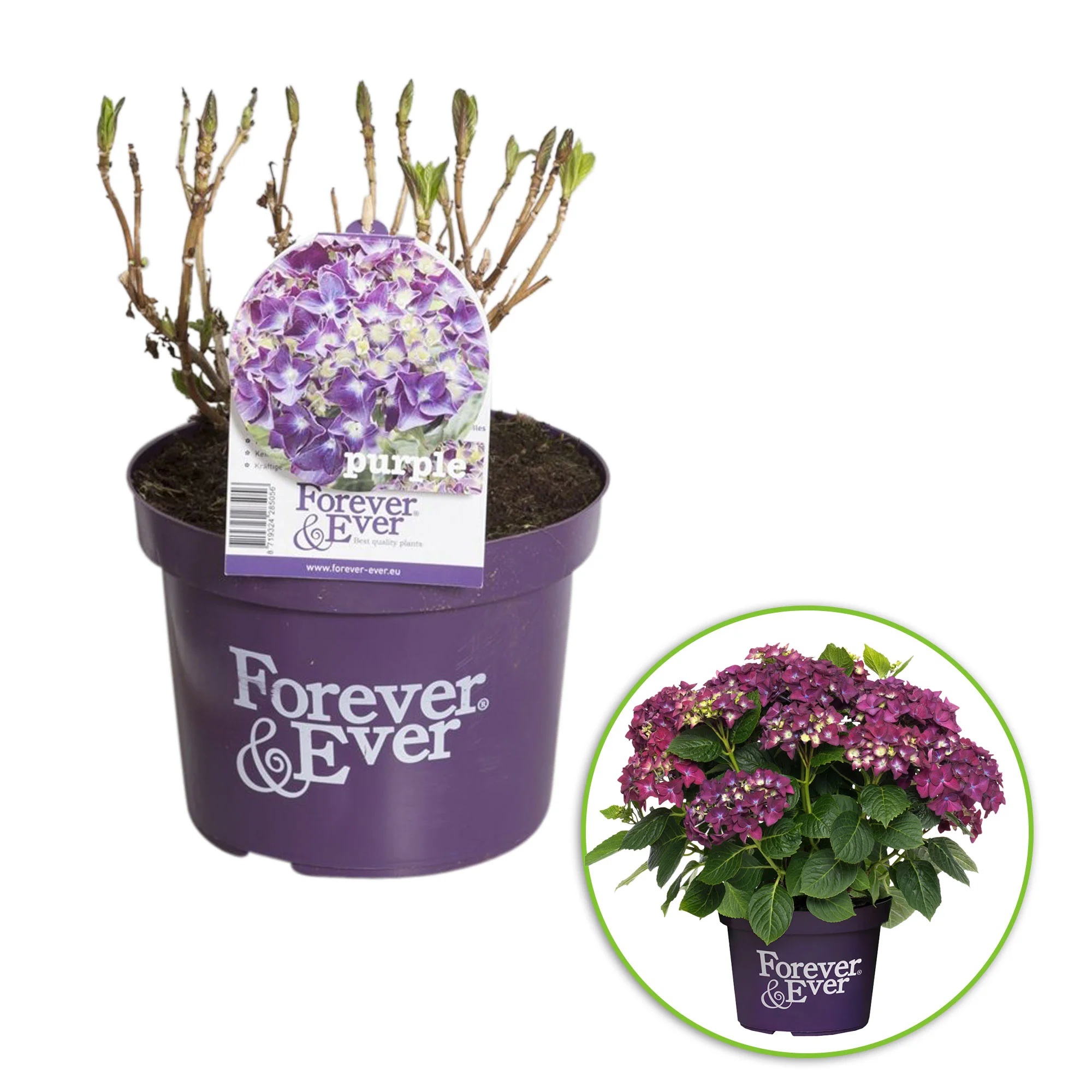 Hortensia paysan Hydrangea macrophylla Violet - Image 4