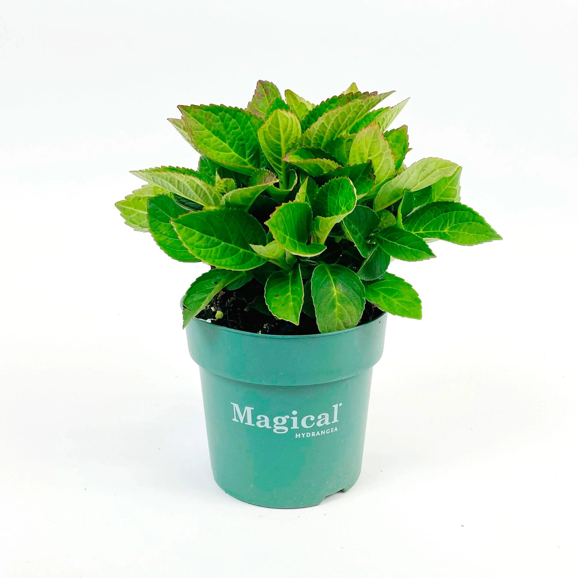 Hortensia paysan Hydrangea 'Noblesse' Blanc-Vert - Image 4