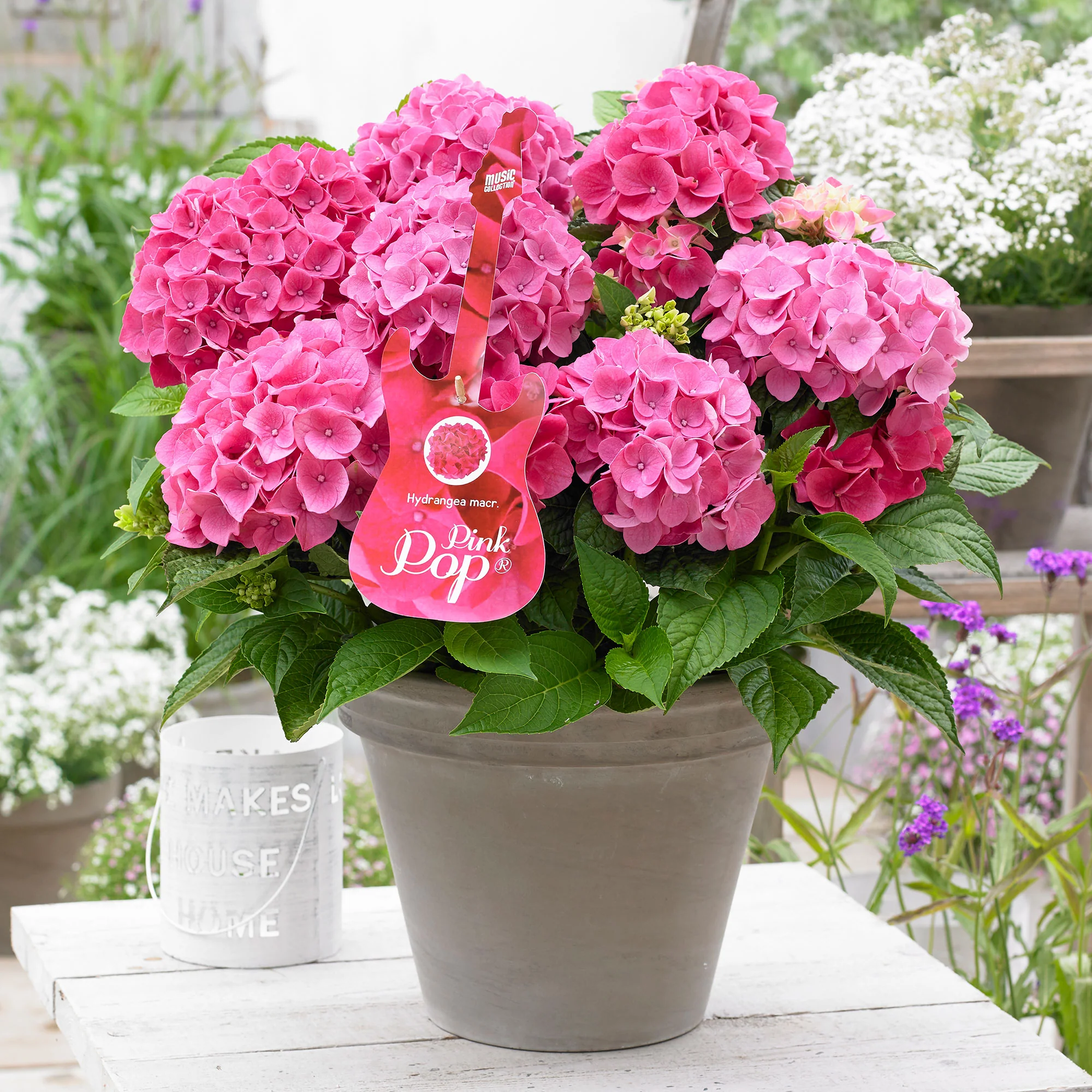 Hortensia paysan Hydrangea 'Pink Pop' Rose - Image 2