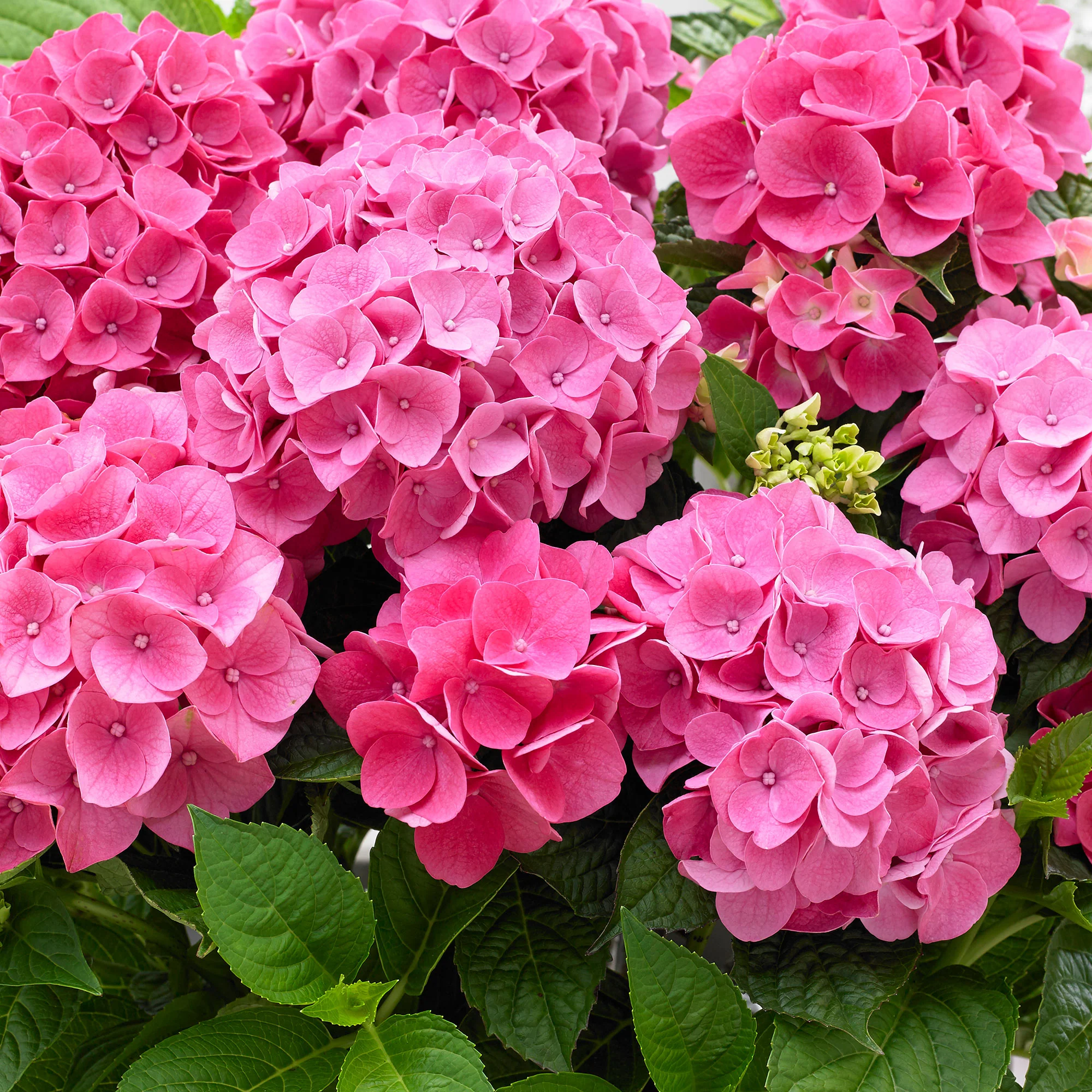 Hortensia paysan Hydrangea 'Pink Pop' Rose - Image 3