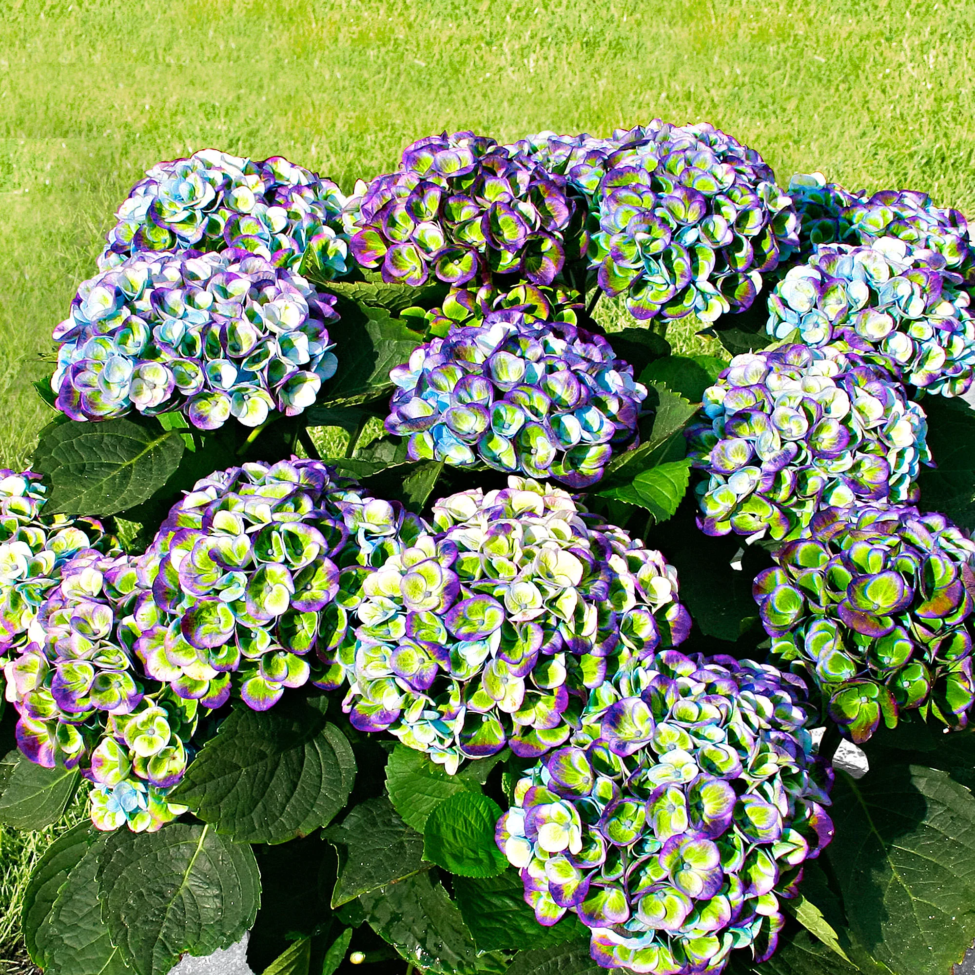 Hortensia paysan Hydrangea 'Revolution Blue' Bleu-Vert - Image 2