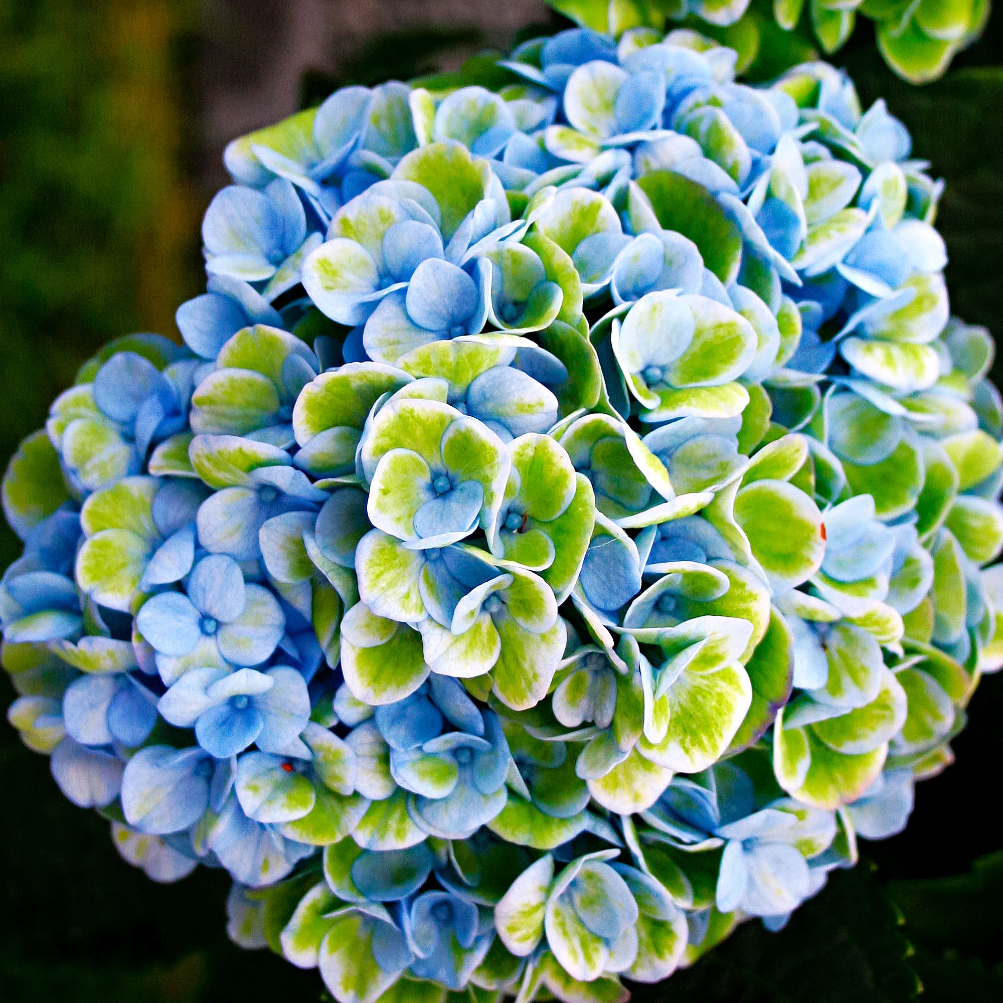 Hortensia paysan Hydrangea 'Revolution Blue' Bleu-Vert - Image 3