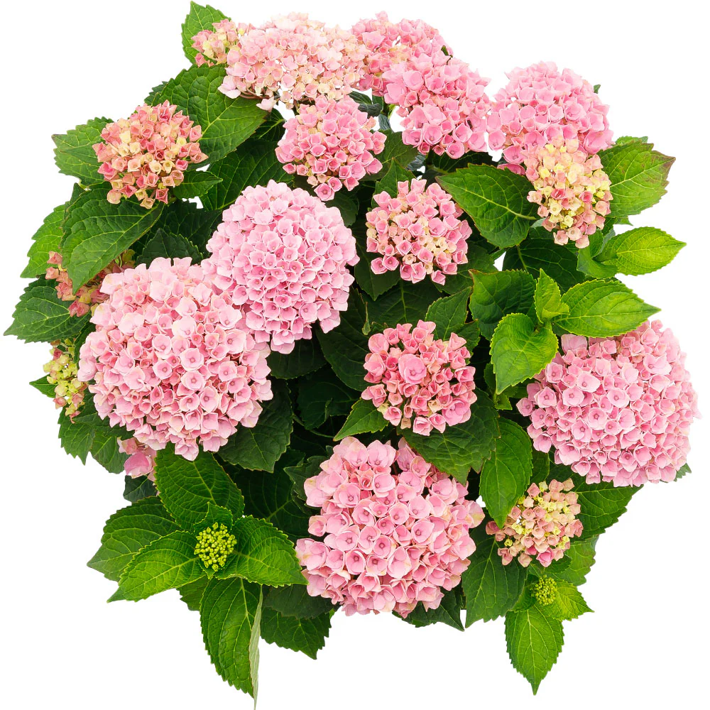 Hortensia paysan Hydrangea 'Revolution Pink' Rose-Vert - Image 3
