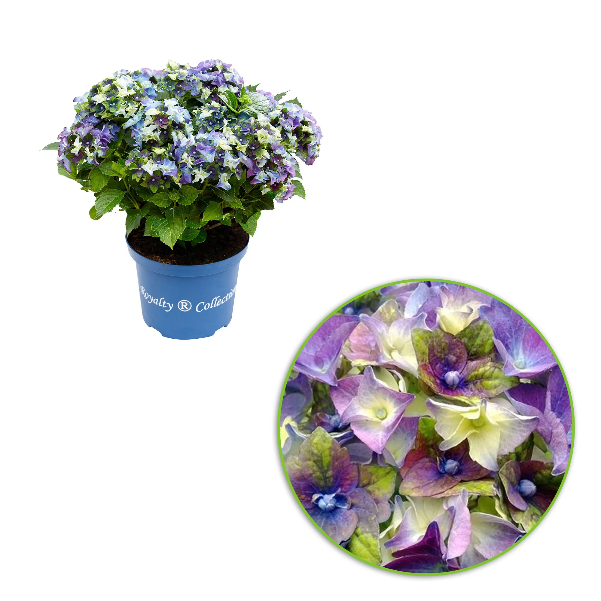 Hortensia paysan Hydrangea 'Royalty Lady Mata Hari' Bleu - Image 3