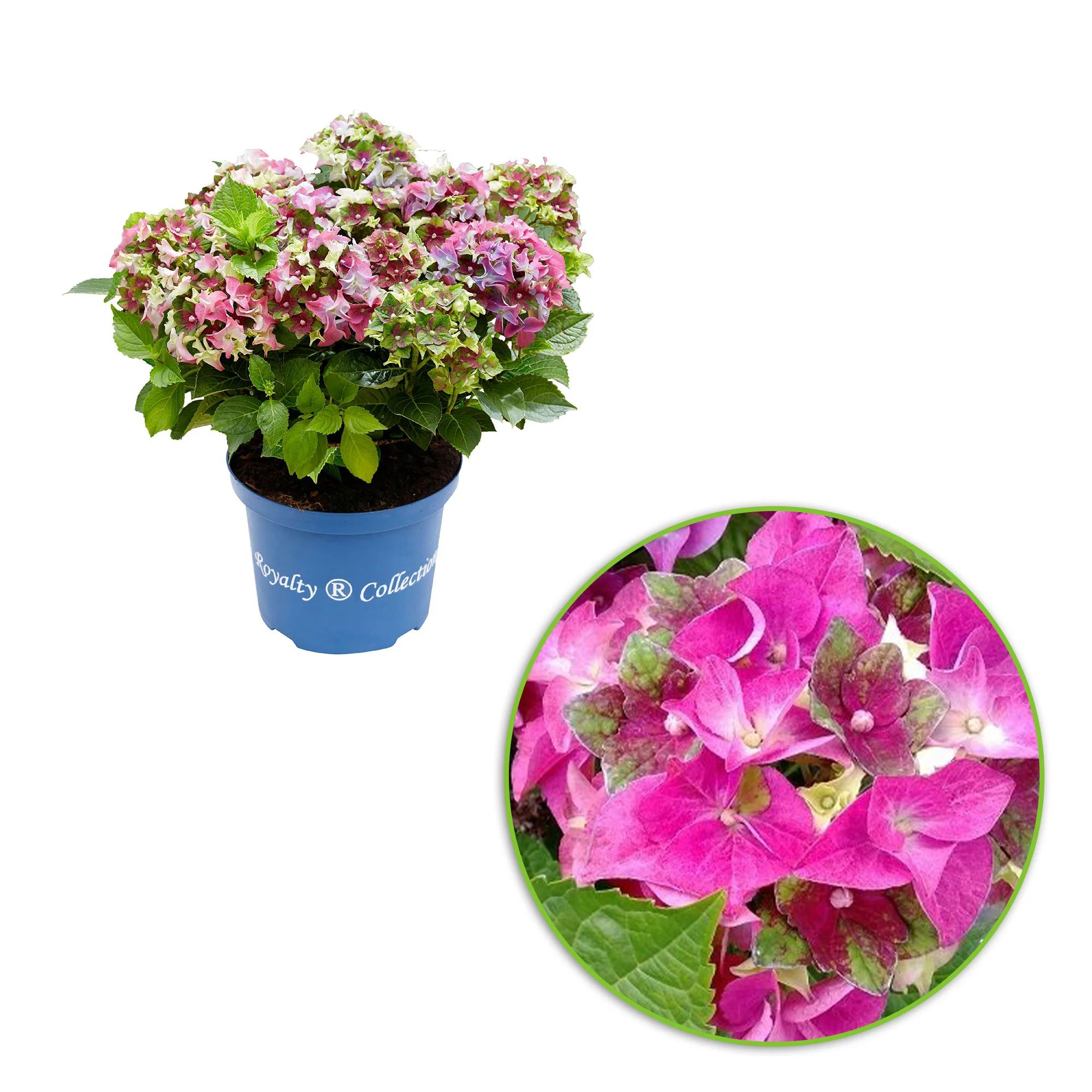 Hortensia paysan Hydrangea 'Royalty Lady Mata Hari' Rose - Image 3