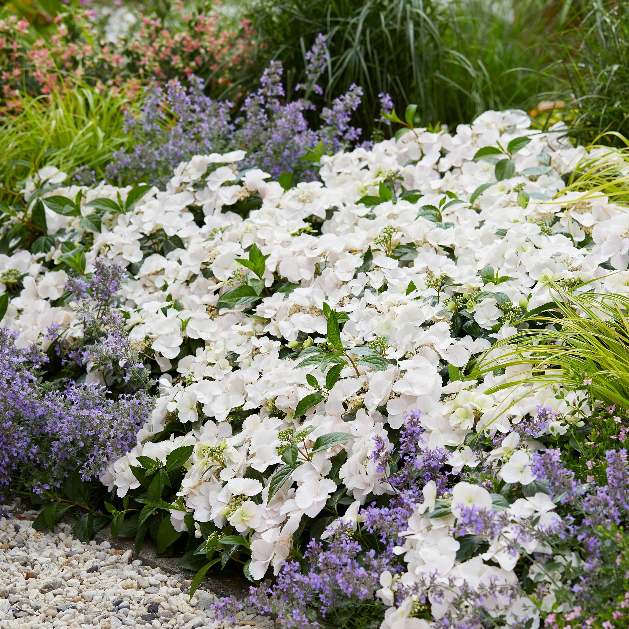 Hortensia paysan Hydrangea 'Runaway Bride' Blanc - Image 2