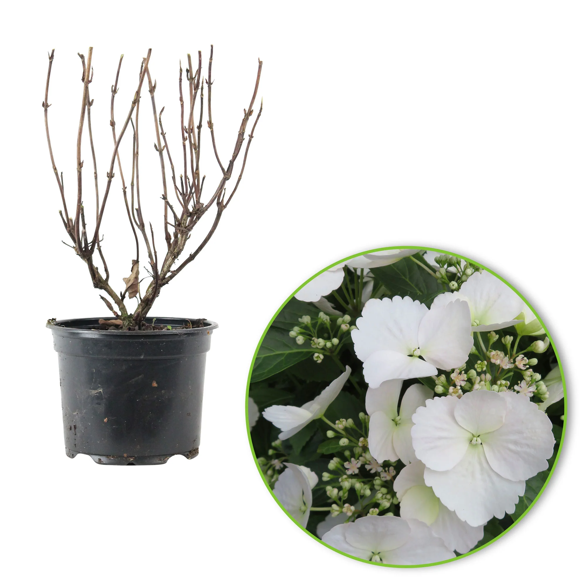 Hortensia paysan Hydrangea 'Runaway Bride' Blanc - Image 5