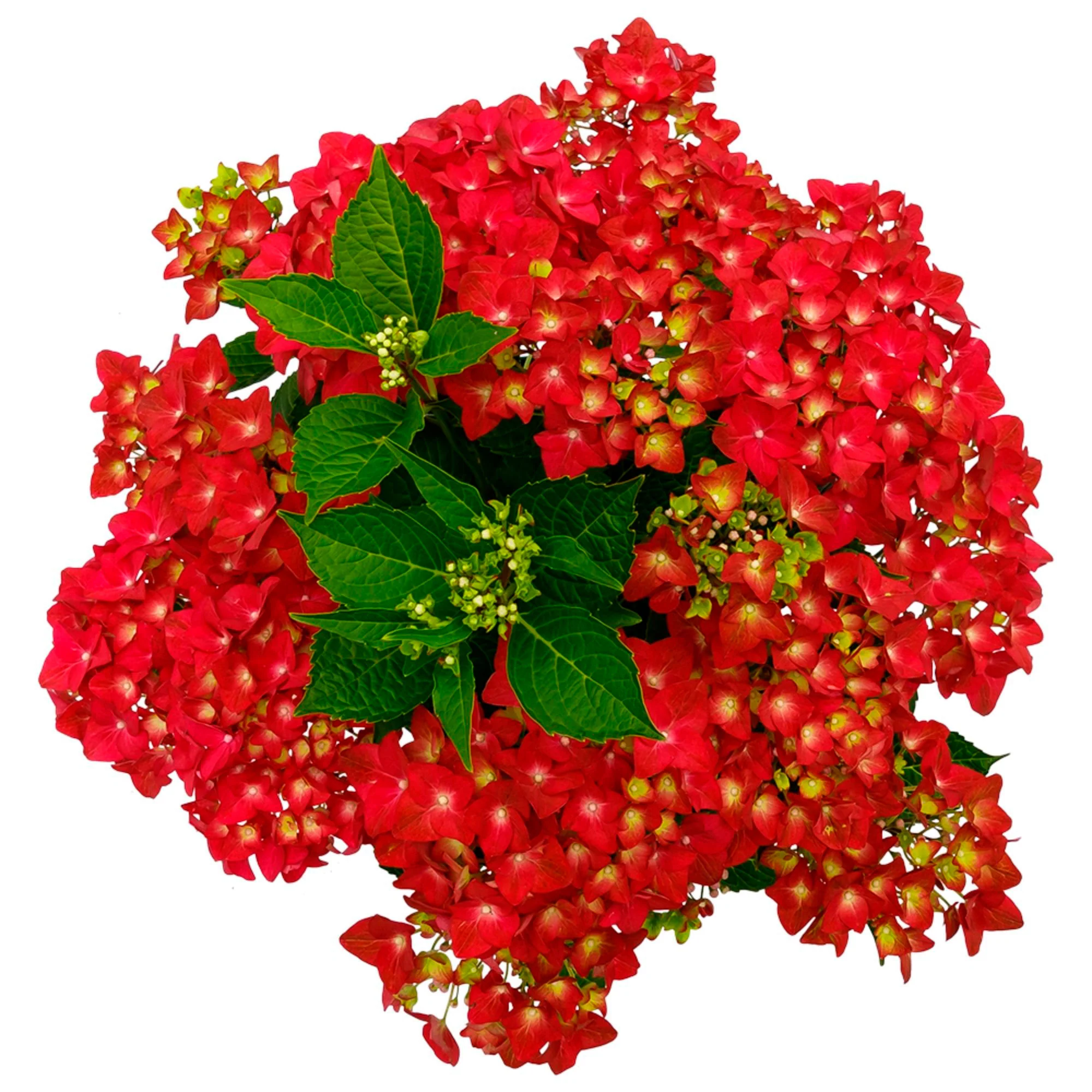 Hortensia paysan Hydrangea 'Sapphire' Rouge