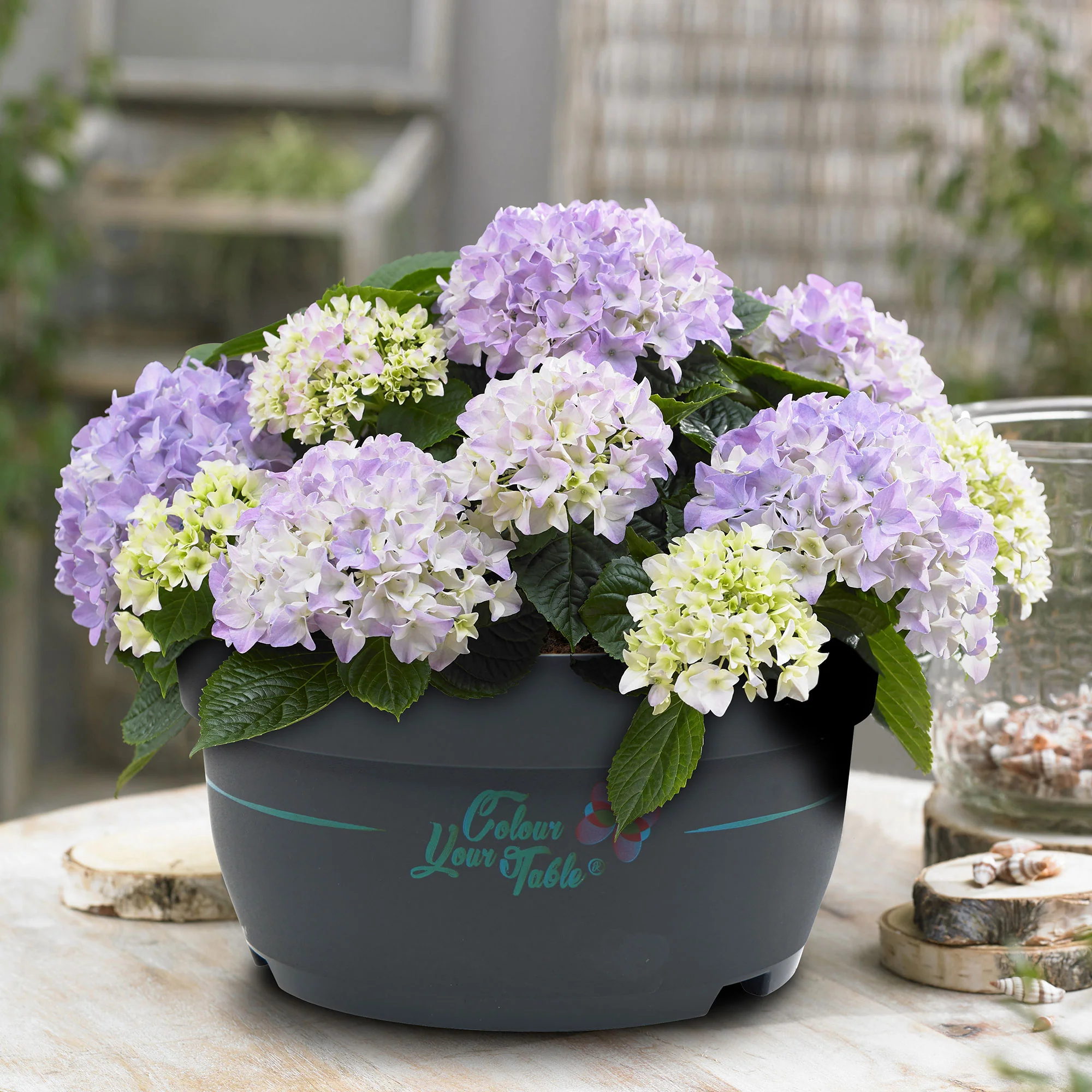 Hortensia paysan Hydrangea 'Table' Bleu - Image 2